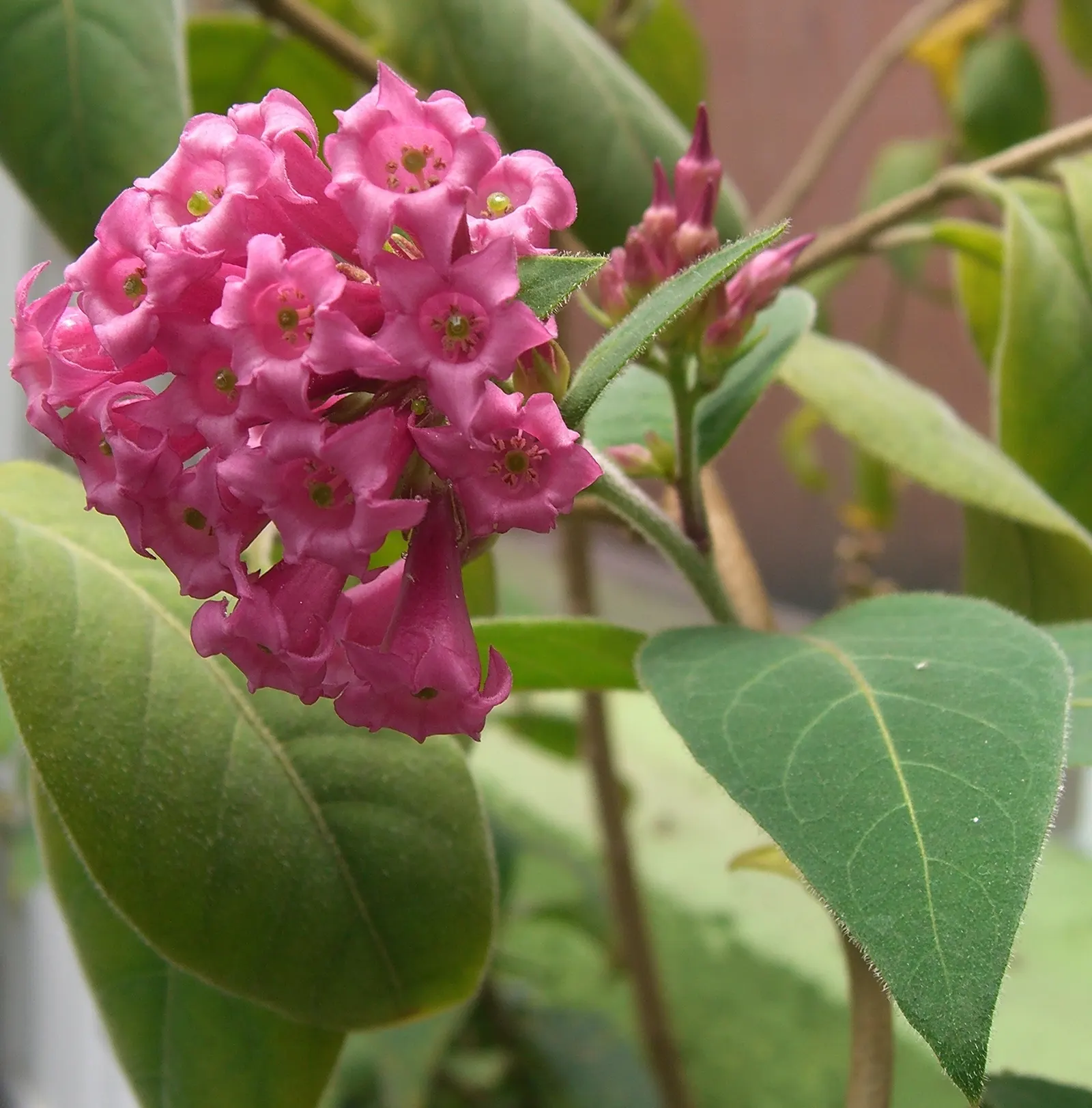Red Cestrum (Cestrum 'Newellii') — is a vibrant shrub with tubular red flowers that bloom profusely in warmer months