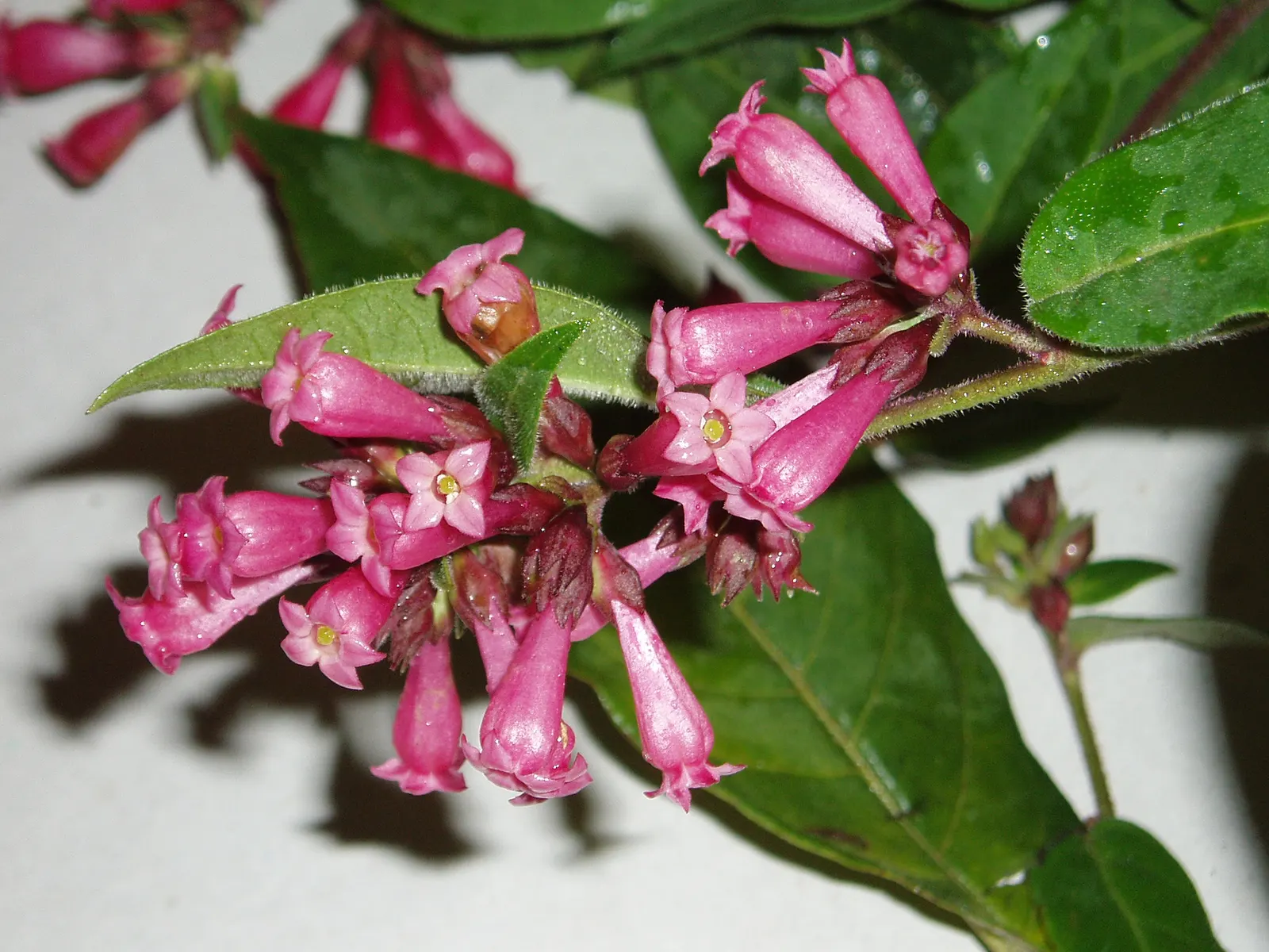 Red Cestrum (Cestrum 'Newellii') — shrub for full or half; and a flexible choice for various design needs within warmer climates