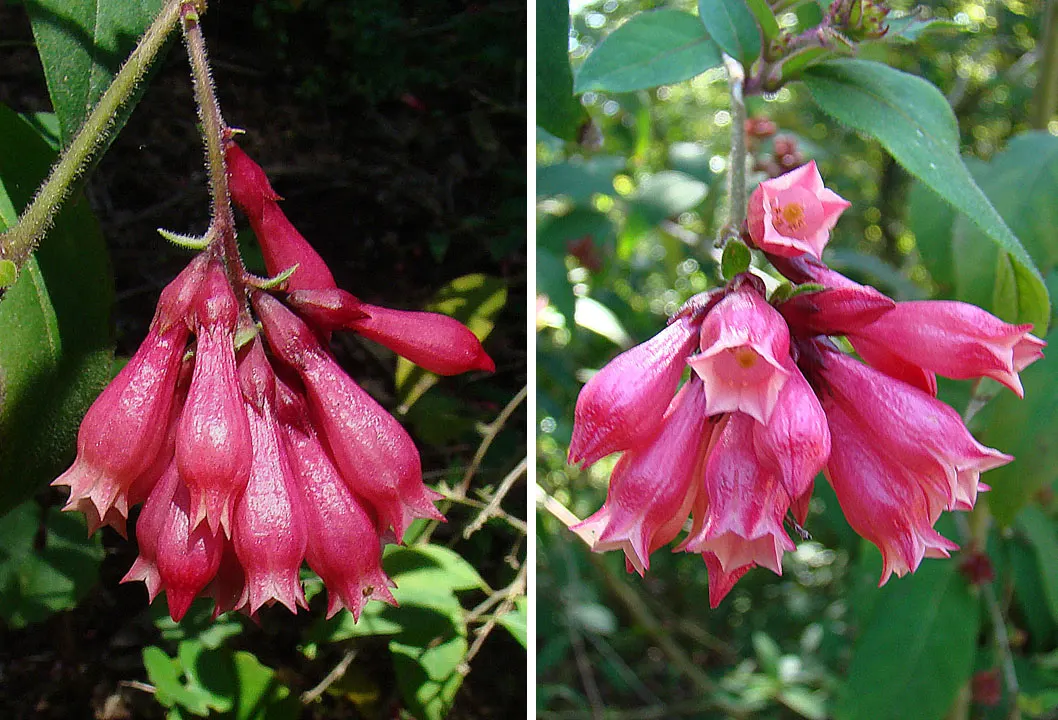 Red Cestrum (Cestrum 'Newellii') — shrub with red blooms; plant the Cestrum 'Newellii' in a site that receives full sun to partial shade with well-draining soil