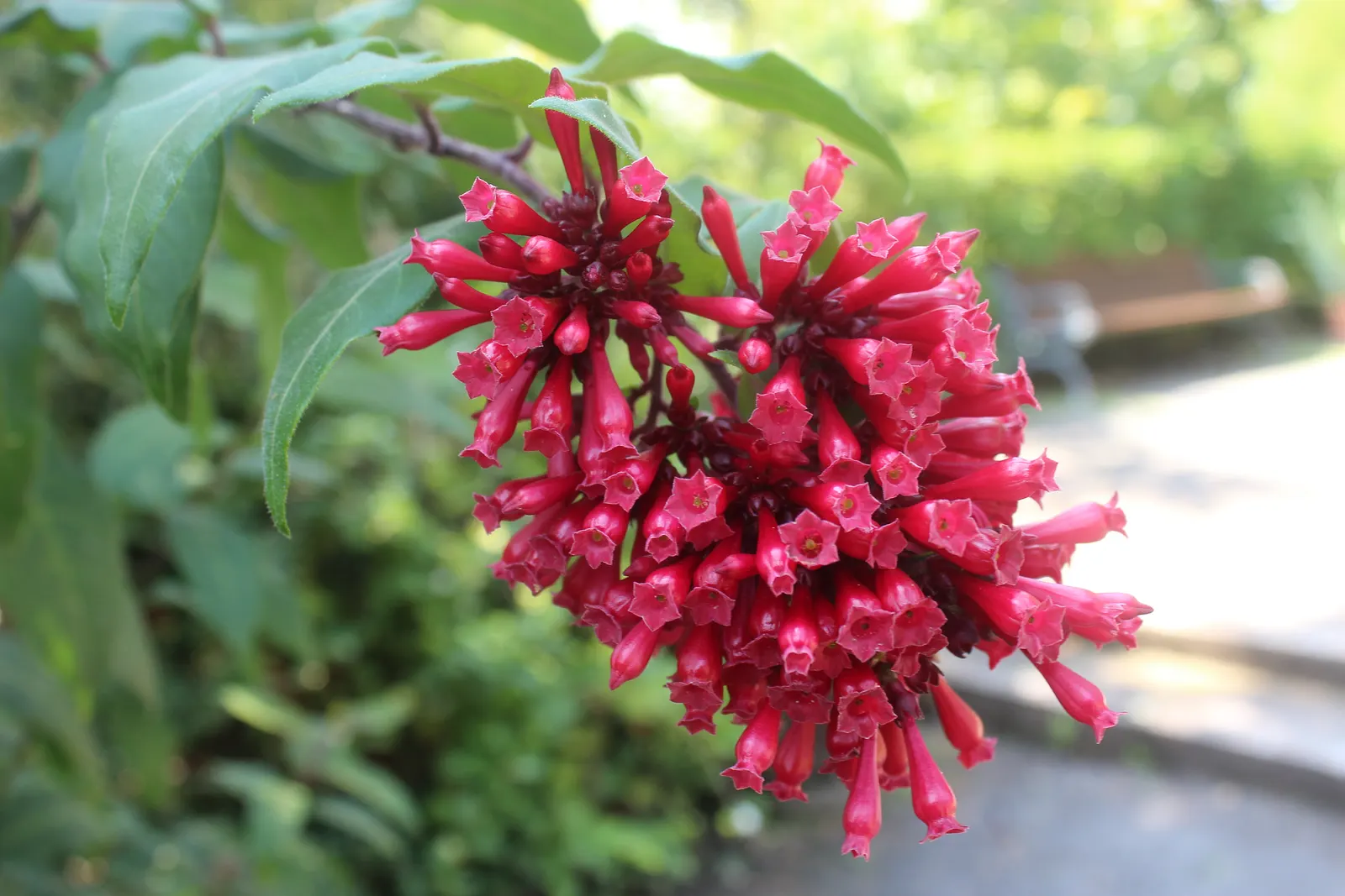 Red Cestrum (Cestrum 'Newellii') — contributing an ecological benefit to your garden.<br><br>For optimal growth, image 35