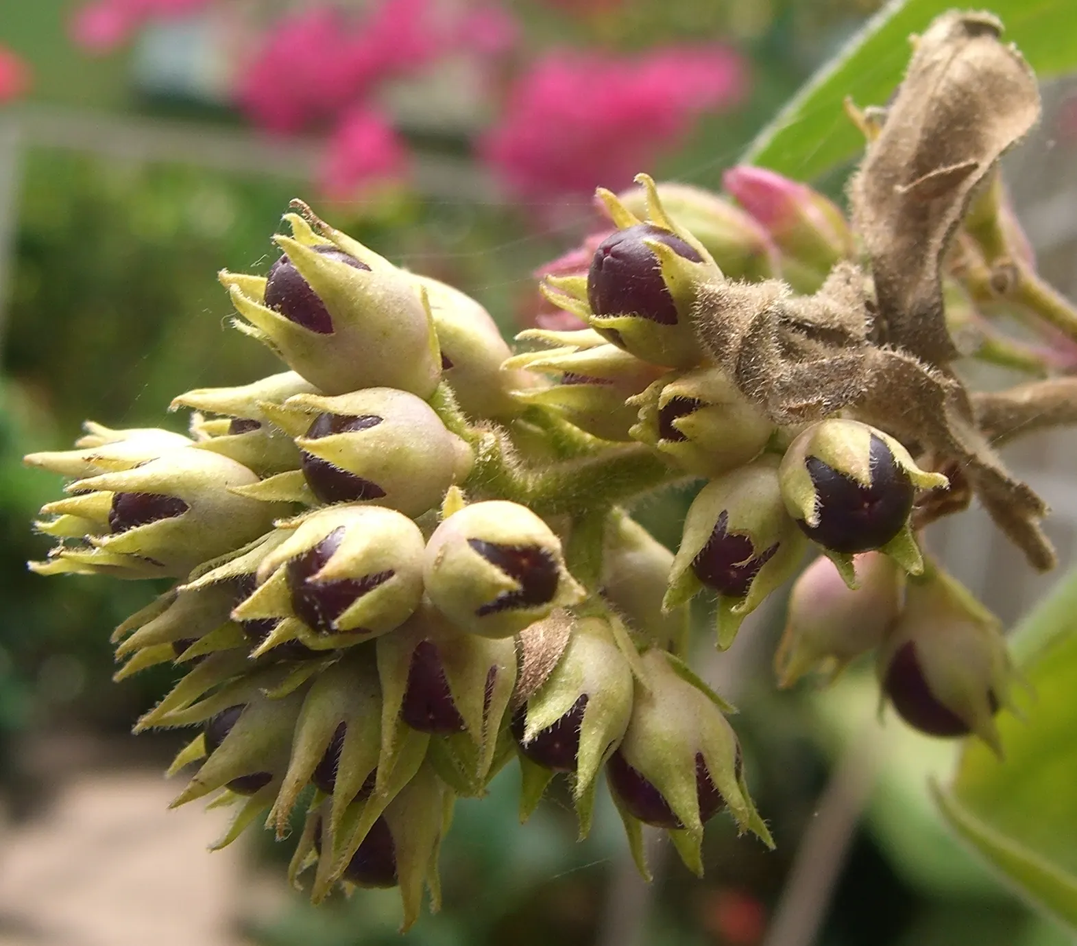 Red Cestrum (Cestrum 'Newellii') — shrub for full or half