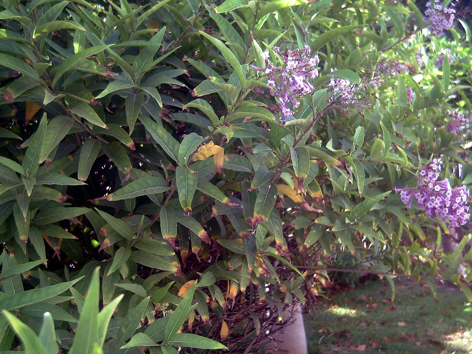 Red Cestrum (Cestrum 'Newellii') — It reaches up to 8 feet high and spreads up to 6 feet; are known to attract hummingbirds and beneficial, image 48