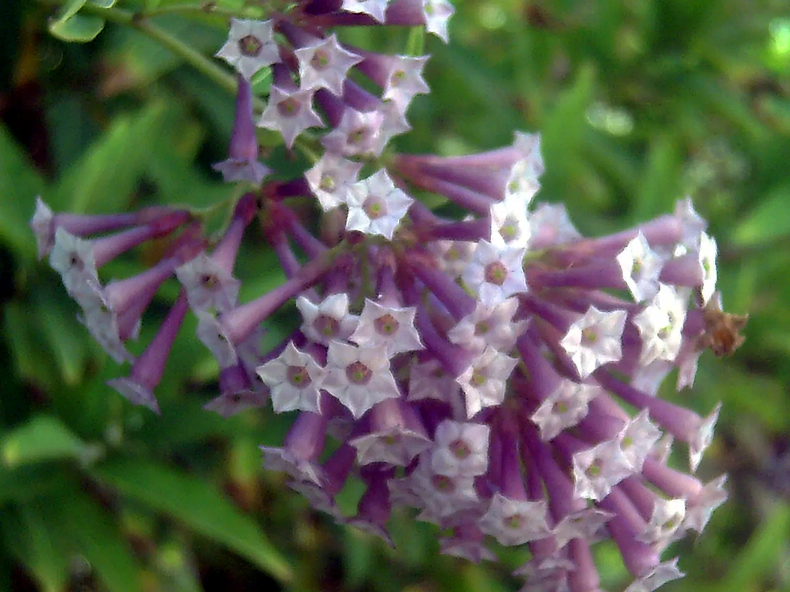 Red Cestrum (Cestrum 'Newellii') — Suited for USDA zones 8 through 10; scientifically named Cestrum 'Newellii', image 54
