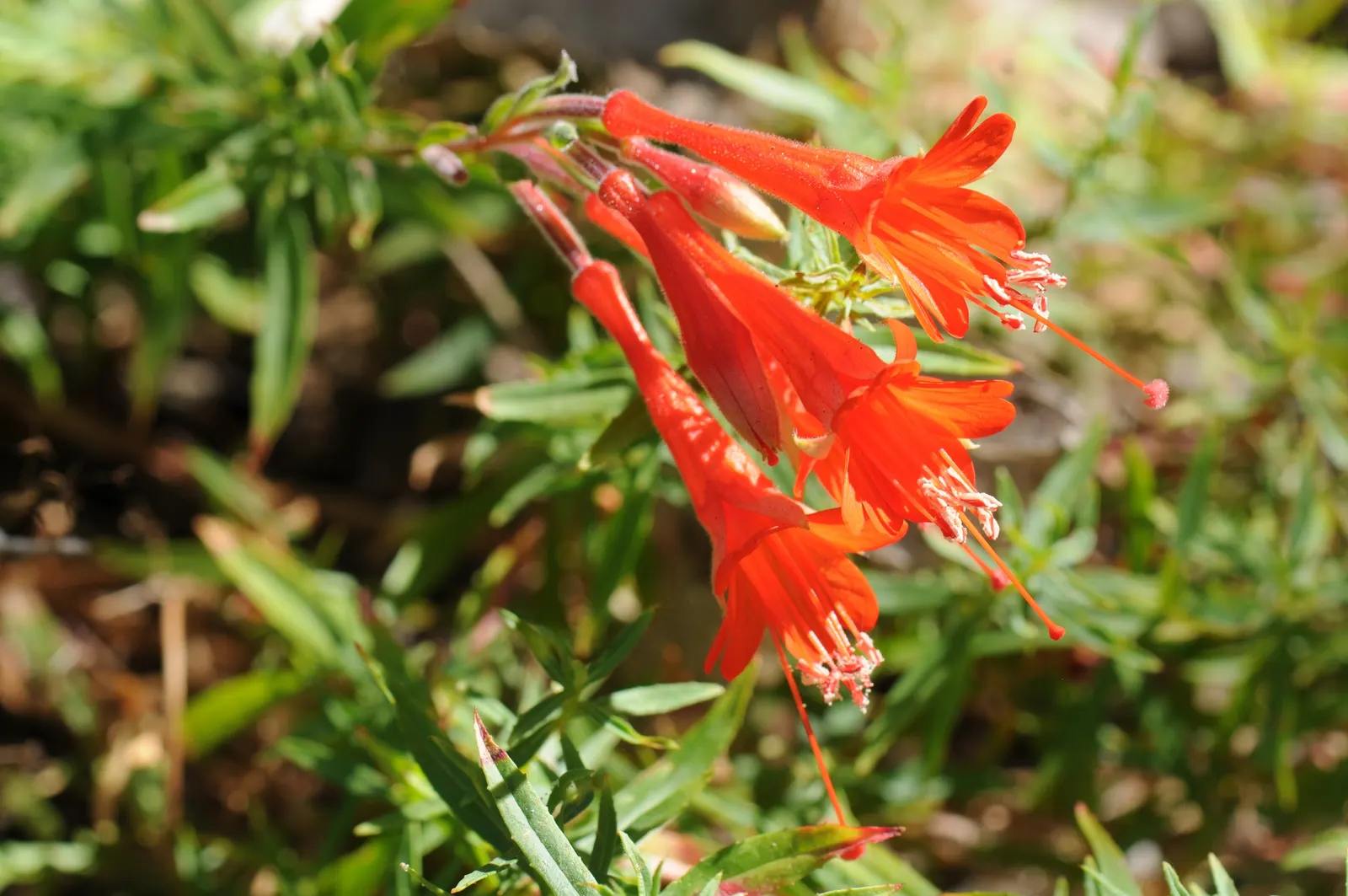 California Fuchsia (Zauschneria Californica) — flaunting fiery red-orange tubular flowers from summer through fall