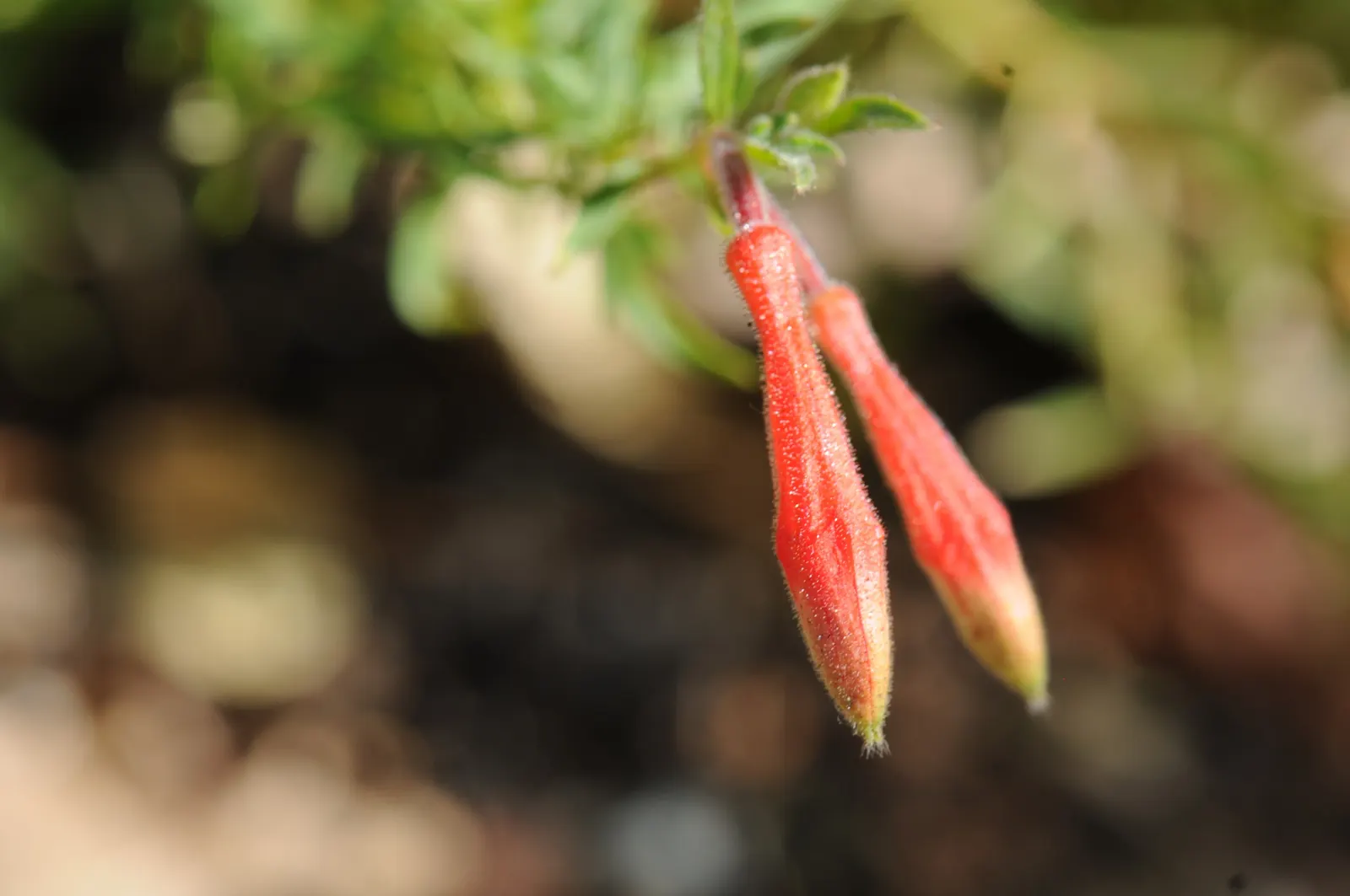 California Fuchsia (Zauschneria Californica) — California Fuchsia (Zauschneria californica) is a vibrant perennial
