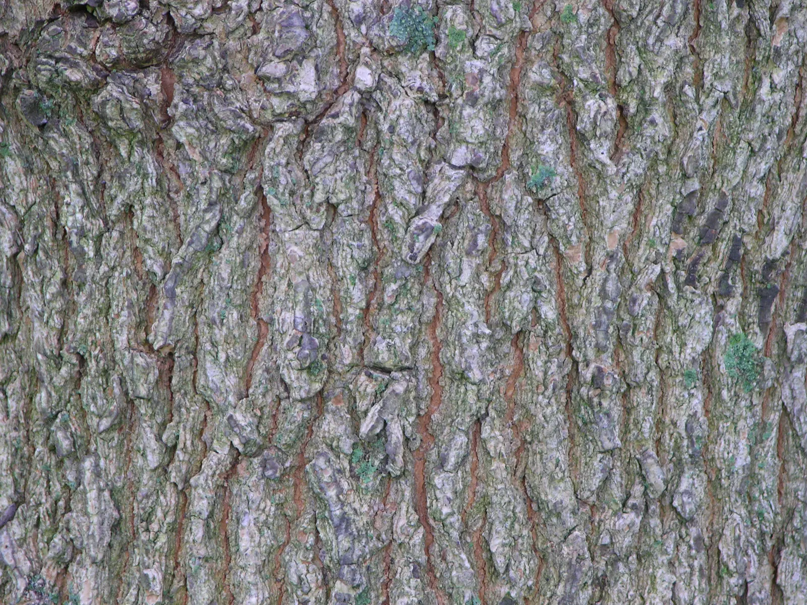 Shantung Maple (Acer Truncatum) — makes it a versatile choice for both residential and street plantings