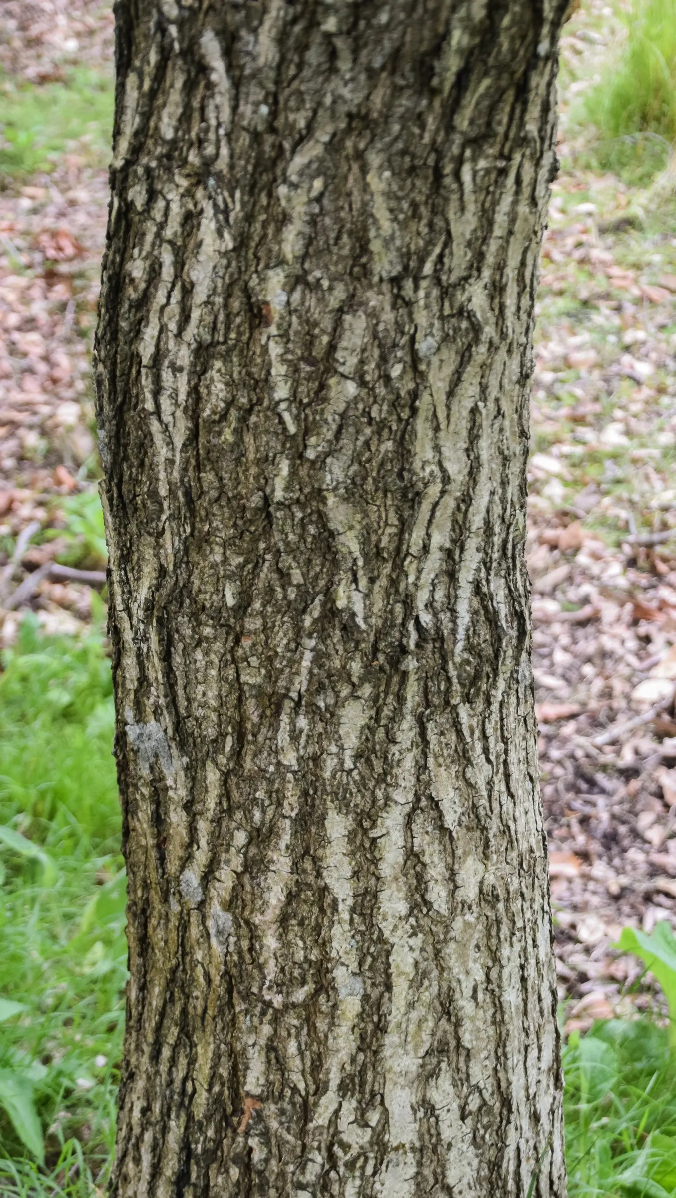 Shantung Maple (Acer Truncatum) — along with a moderate growth rate