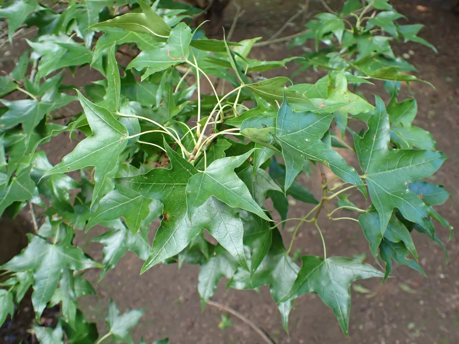 Shantung Maple (Acer Truncatum) — ornamental tree reaching up to 25 feet in height and 20 feet in spread