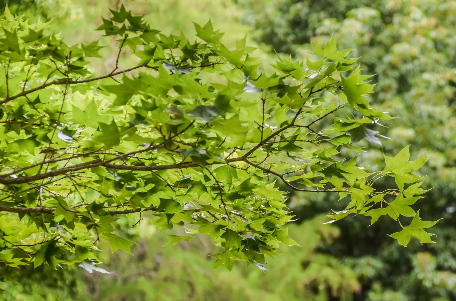 Shantung Maple (Acer Truncatum) — Full sun to partial shade is preferable