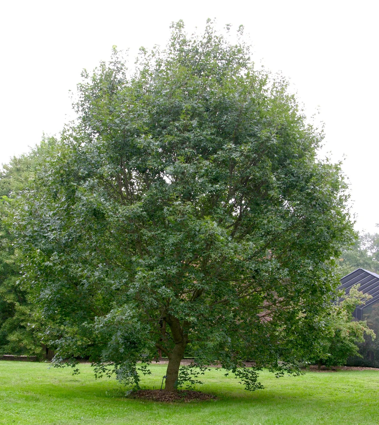 Shantung Maple (Acer Truncatum) — Its adaptability to various soil types and urban conditions