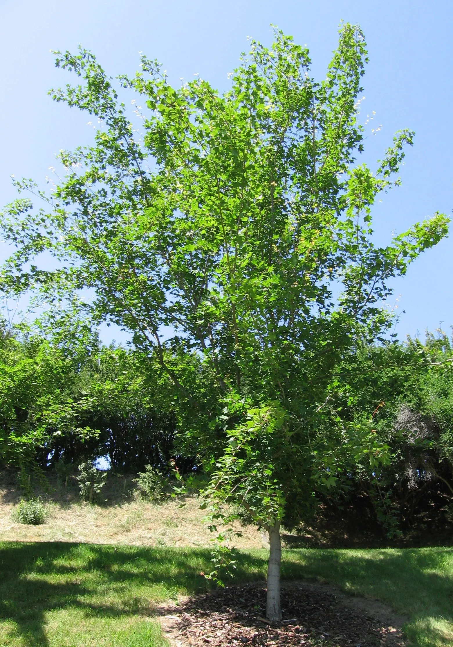 Shantung Maple (Acer Truncatum) — are distinctive with five lobes and serrated edges