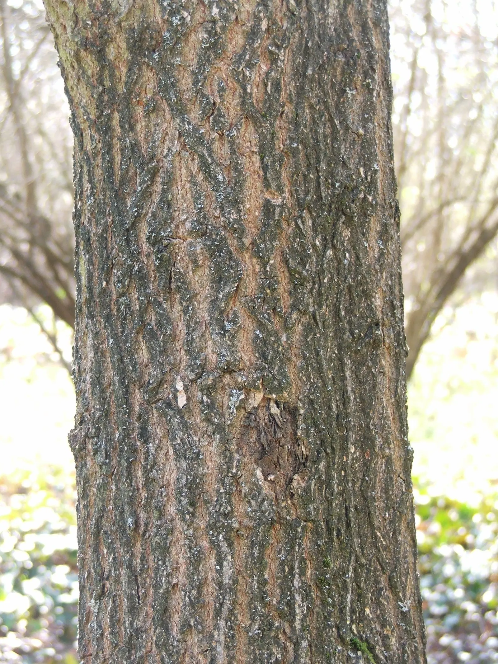 Shantung Maple (Acer Truncatum) — scientifically named Acer truncatum
