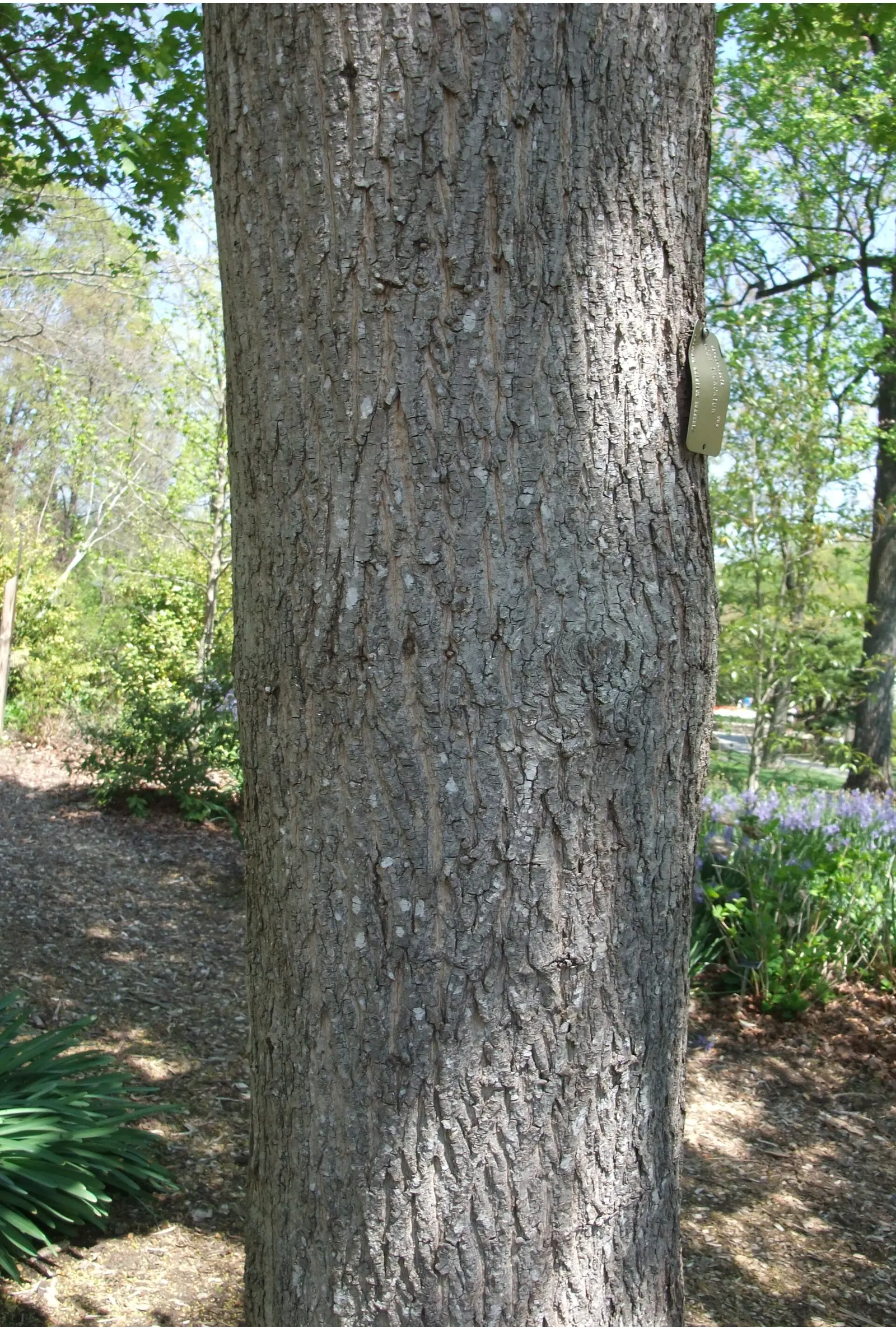 Shantung Maple (Acer Truncatum) — The Shantung Maple (Acer truncatum) is a resilient