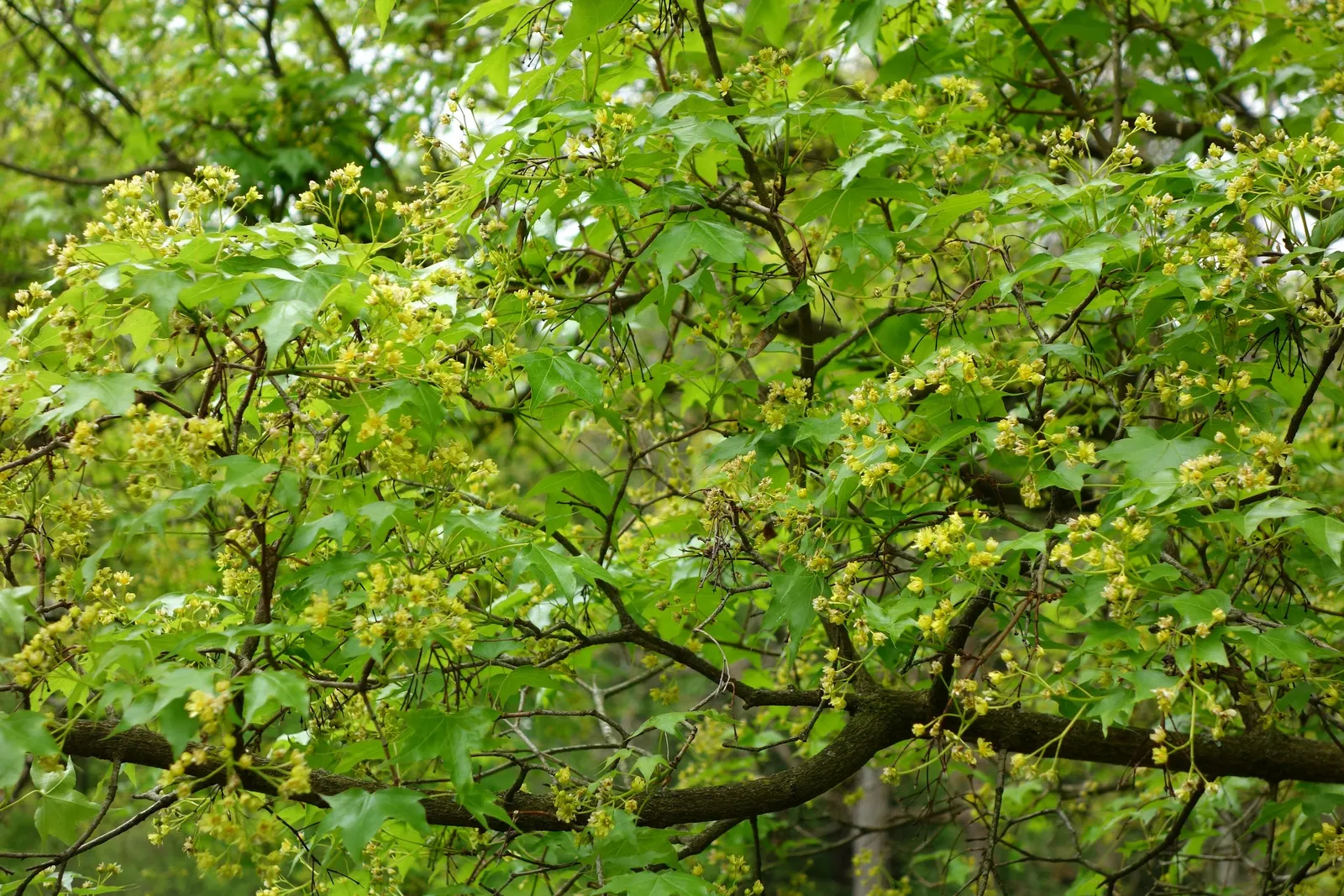 Shantung Maple (Acer Truncatum) — this maple variety provides a well-rounded canopy that adds structure and interest to any landscape design