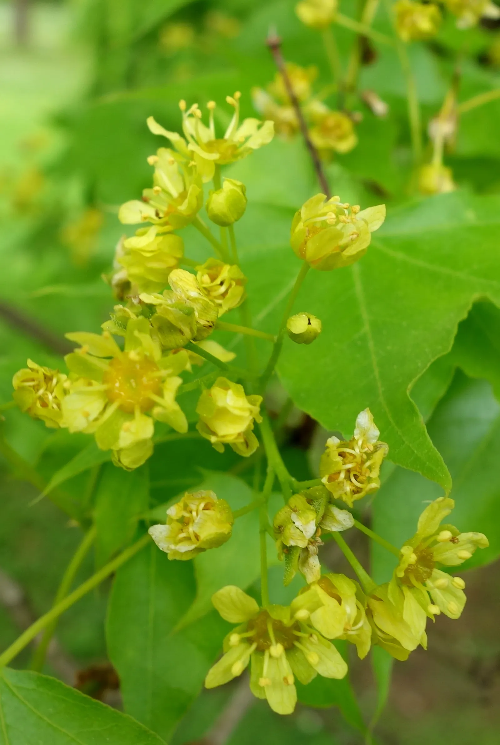 Shantung Maple (Acer Truncatum) — Maturing at a modest height of 20 to 25 feet with a similar spread