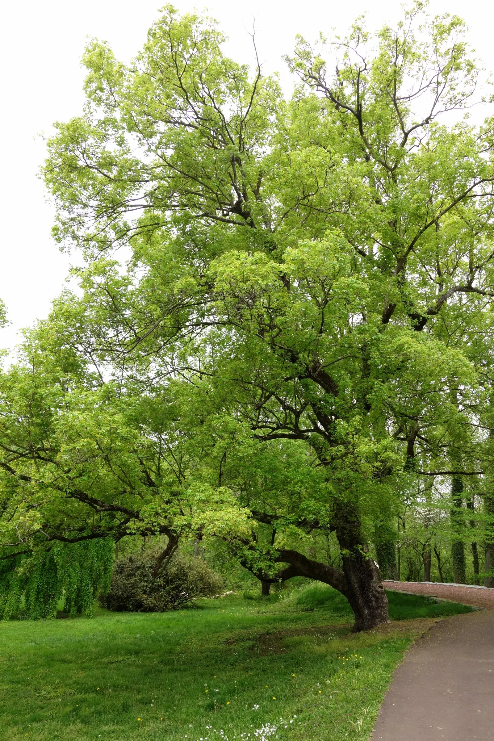 Shantung Maple (Acer Truncatum) — which span around 3 to 5 inches across
