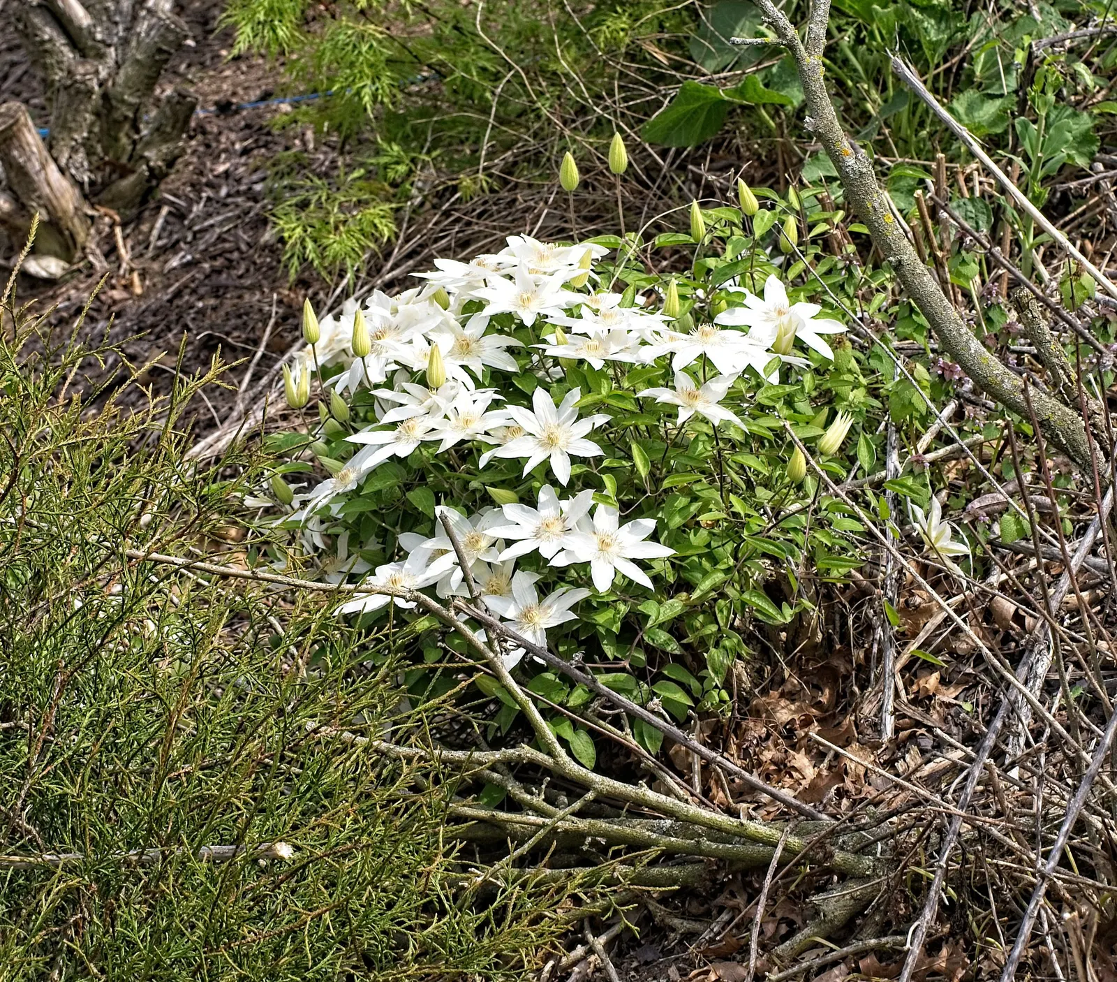 Henryi Clematis (Clematis 'Henryi') — Henryi Clematis demands well-drained; vine for full or half, image 57