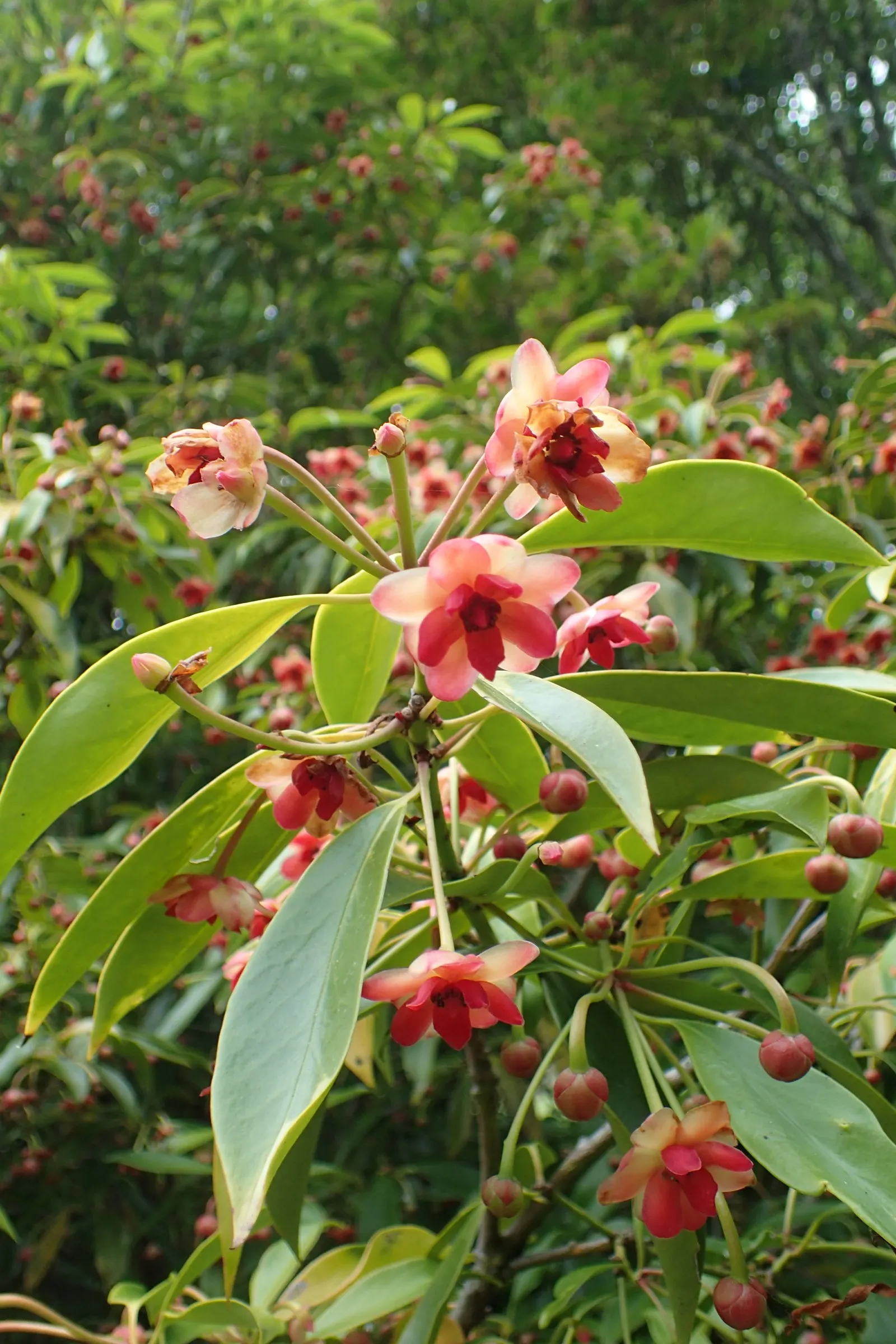Henryi Clematis (Clematis 'Henryi') — This climbing perennial thrives in full sun to part shade, reaching 6 to 10 feet tall with support; reaching, image 90