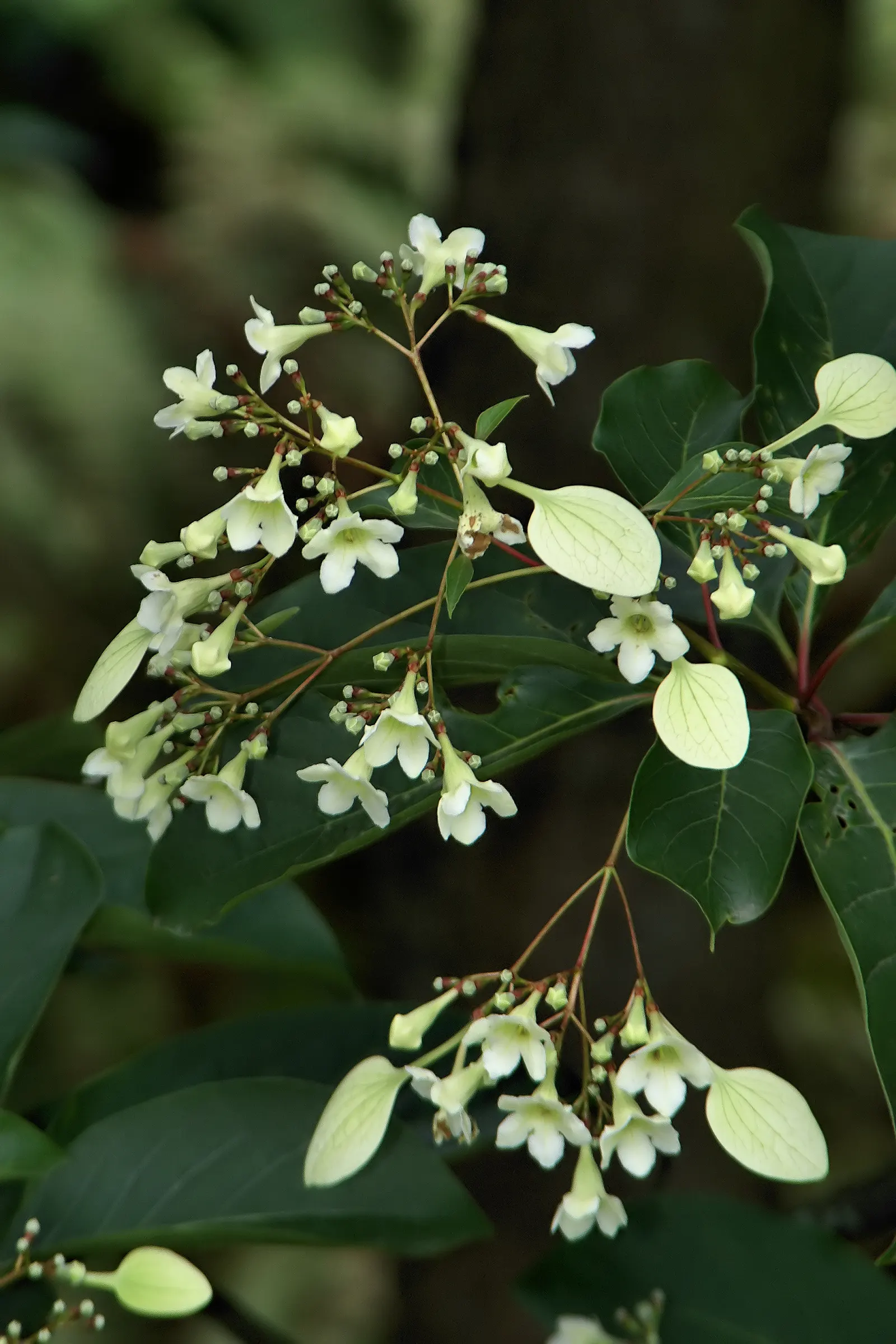 Henryi Clematis (Clematis 'Henryi') — Pruning group 2 for maintenance; it grows comfortably in USDA Hardiness Zones 4 through 8 and exhibits a, image 49