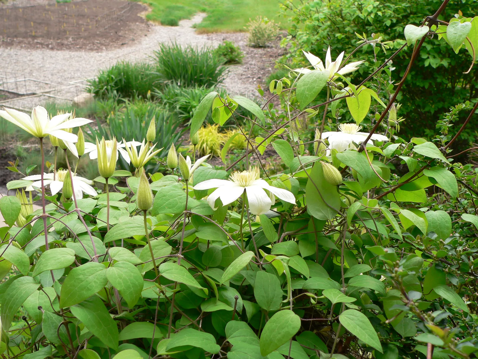 Henryi Clematis (Clematis 'Henryi') — usually achieved by other low-growing companion plants or a mulch application; vine with white blooms, image 60