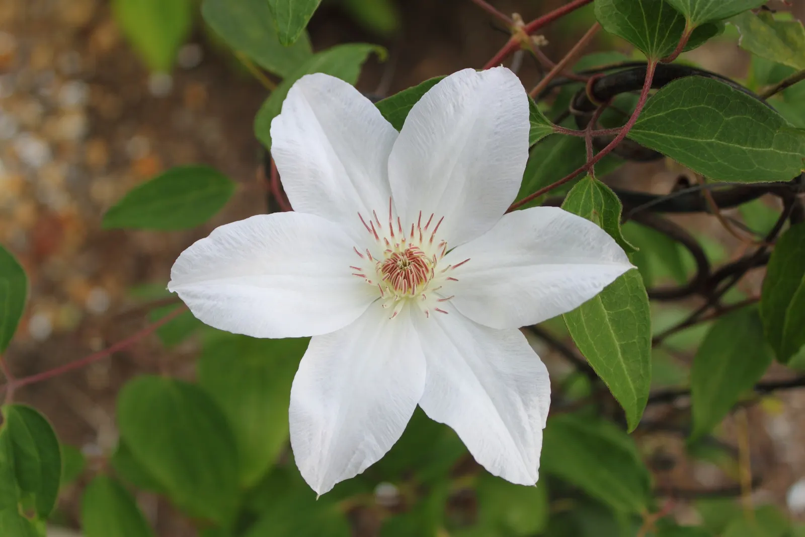 Henryi Clematis (Clematis 'Henryi') — This climbing perennial thrives in full sun to part shade, reaching 6 to 10 feet tall with support; reaching, image 46