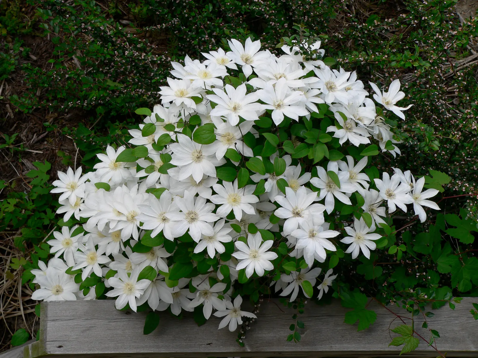Henryi Clematis (Clematis 'Henryi') — It prefers its roots kept cool and shaded; moisture-retentive soil and thrives best in full sun to partial, image 59