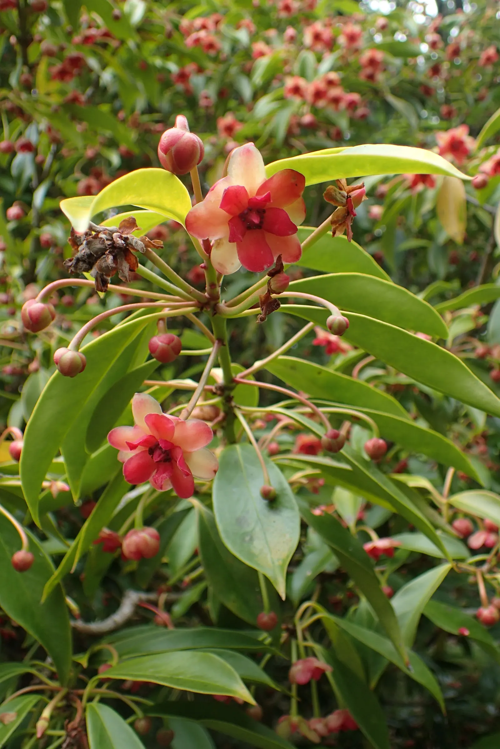 Henryi Clematis (Clematis 'Henryi') — with a potential second bloom period on new growth in the later summer months; usually achieved by other, image 75
