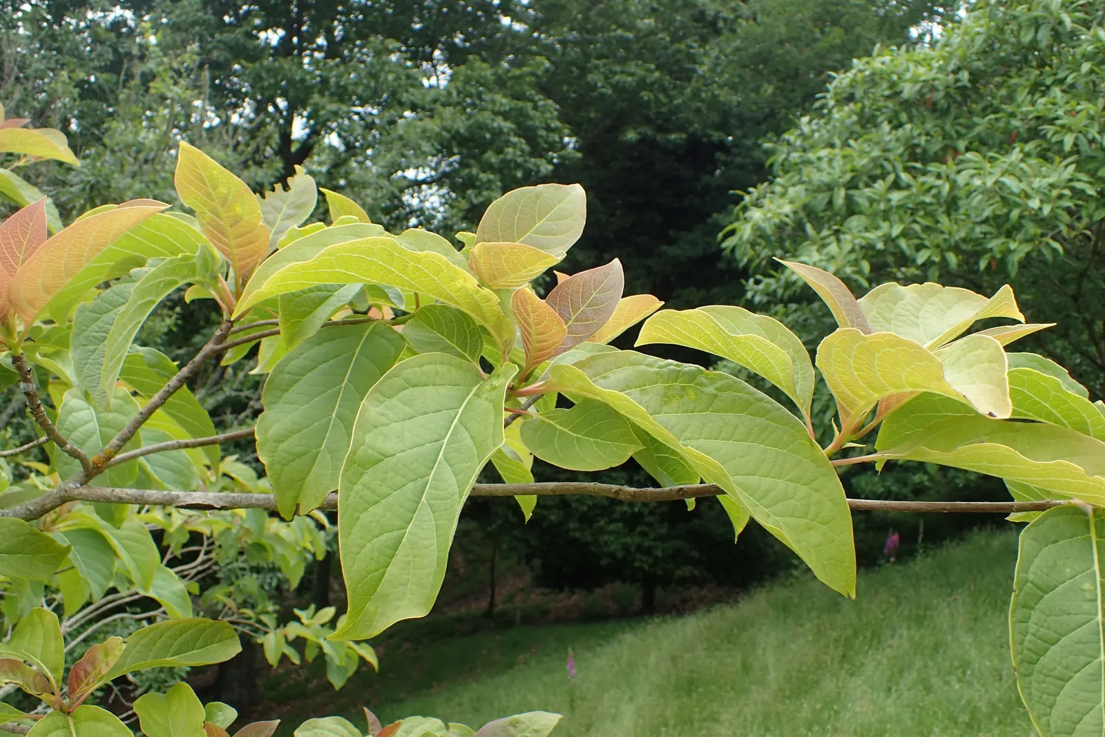 Henryi Clematis (Clematis 'Henryi') — moisture-retentive soil and thrives best in full sun to partial shade; each flower possesses a prominent, image 80