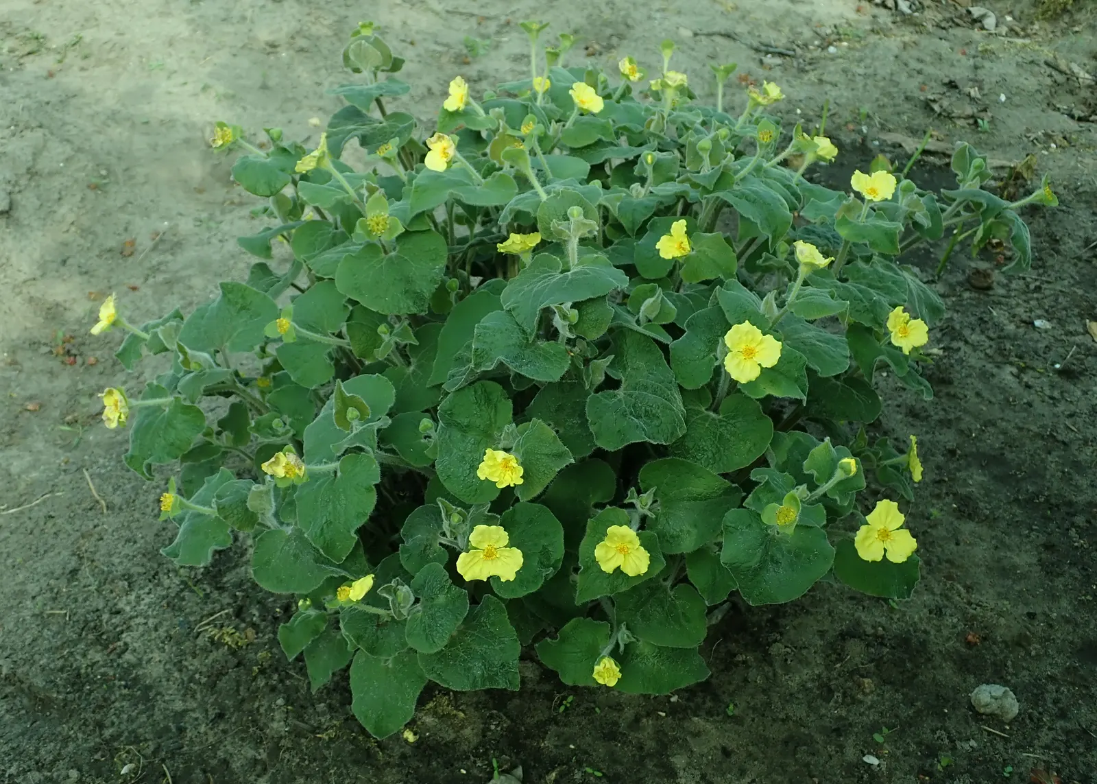 Henryi Clematis (Clematis 'Henryi') — This climbing perennial thrives in full sun to part shade, reaching 6 to 10 feet tall with support; reaching, image 68