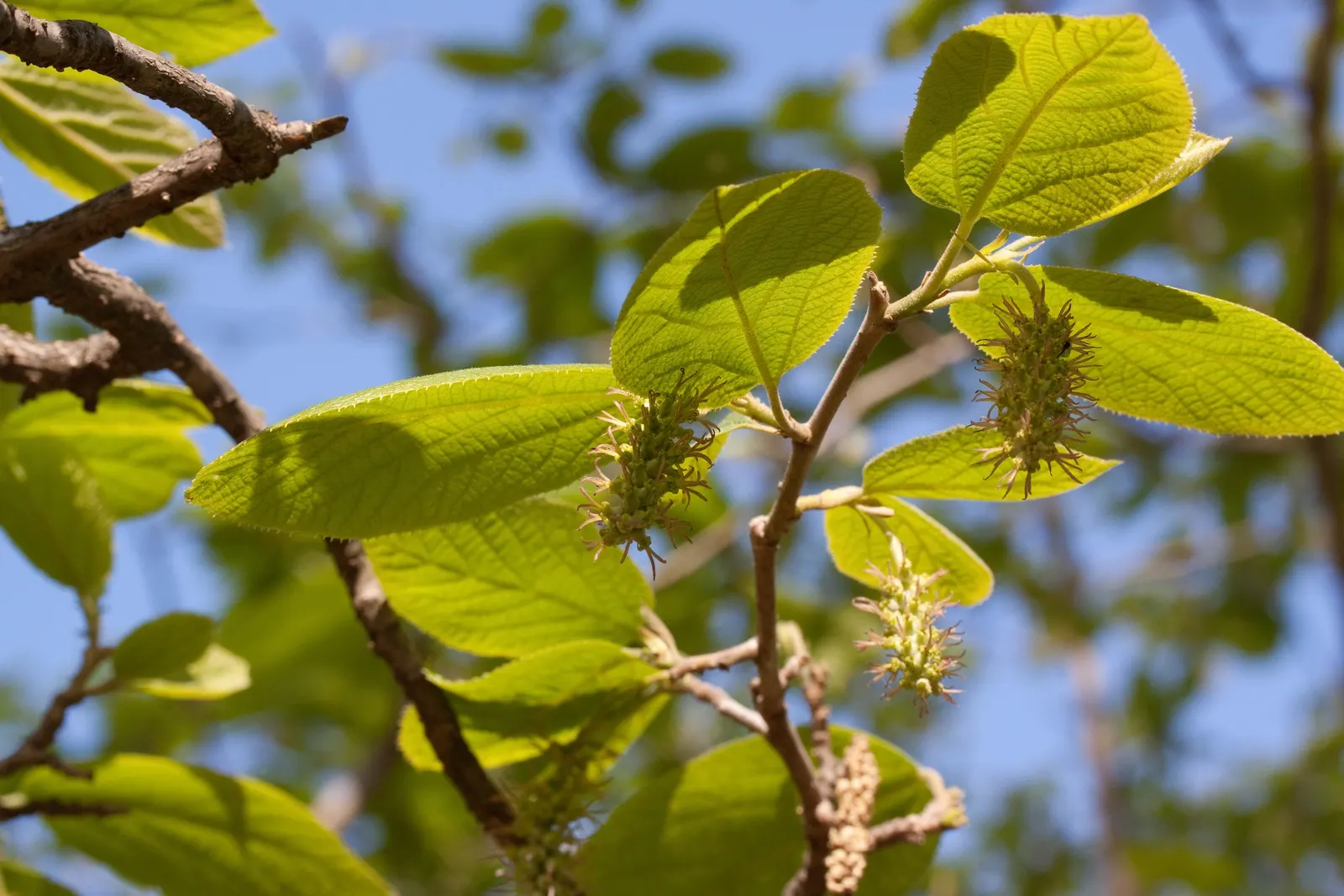 Henryi Clematis (Clematis 'Henryi') — white flowers in the garden; pruning group 2 for maintenance, image 86