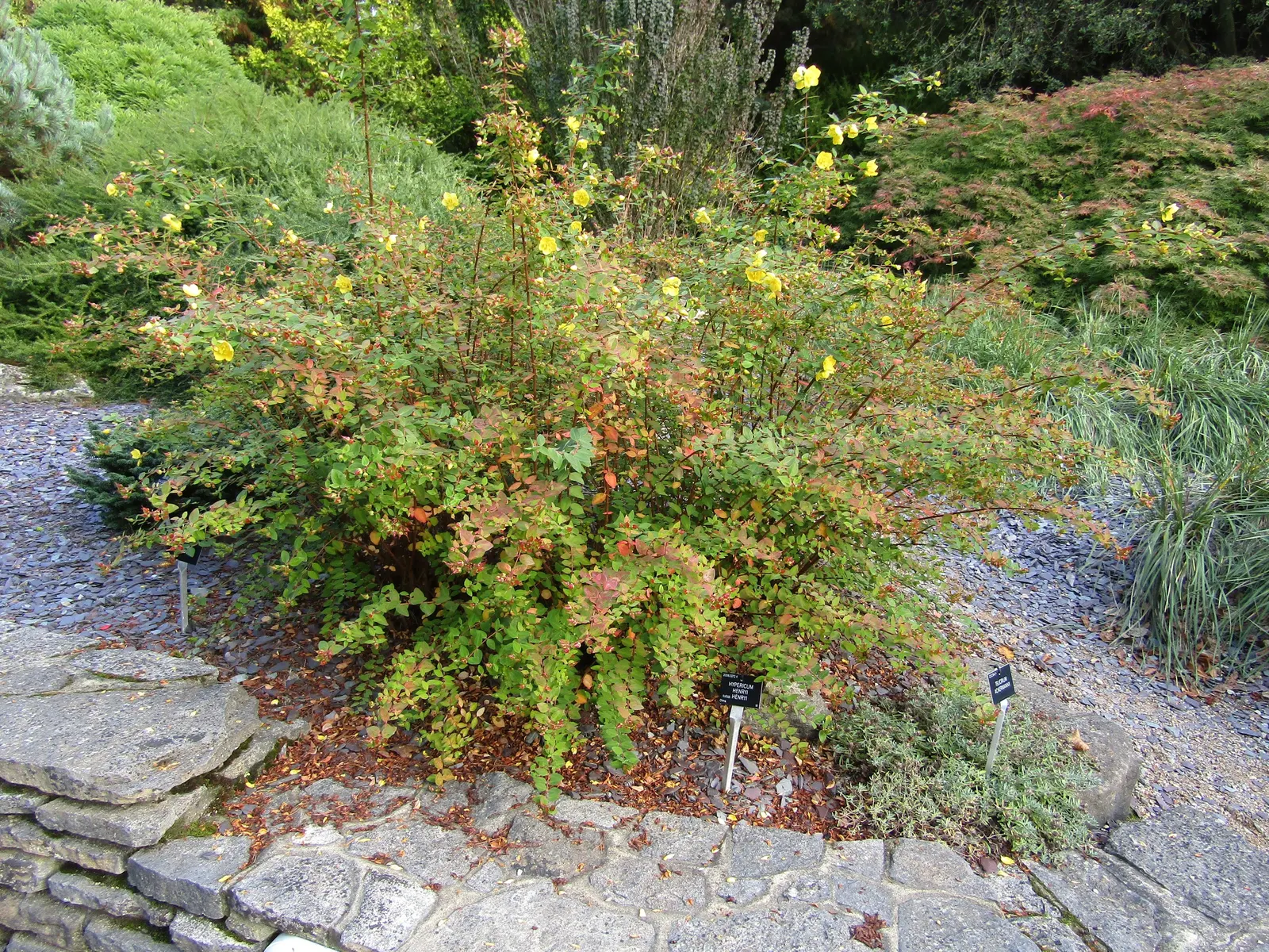 Henryi Clematis (Clematis 'Henryi') — Pruning group 2 for maintenance; it grows comfortably in USDA Hardiness Zones 4 through 8 and exhibits a, image 71
