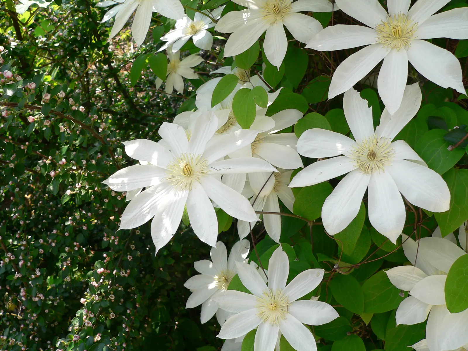 Henryi Clematis (Clematis 'Henryi') — incorporating this magnificent clematis adds seasonal charm and a vertical dimension to the space; henryi, image 62