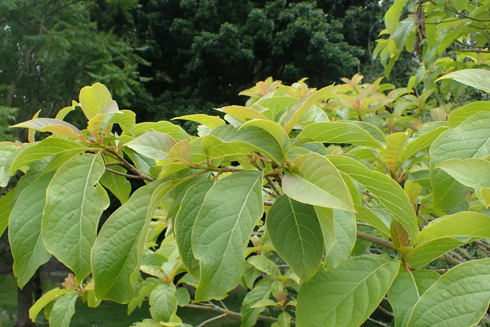 Henryi Clematis (Clematis 'Henryi') — Henryi Clematis demands well-drained; vine for full or half, image 79