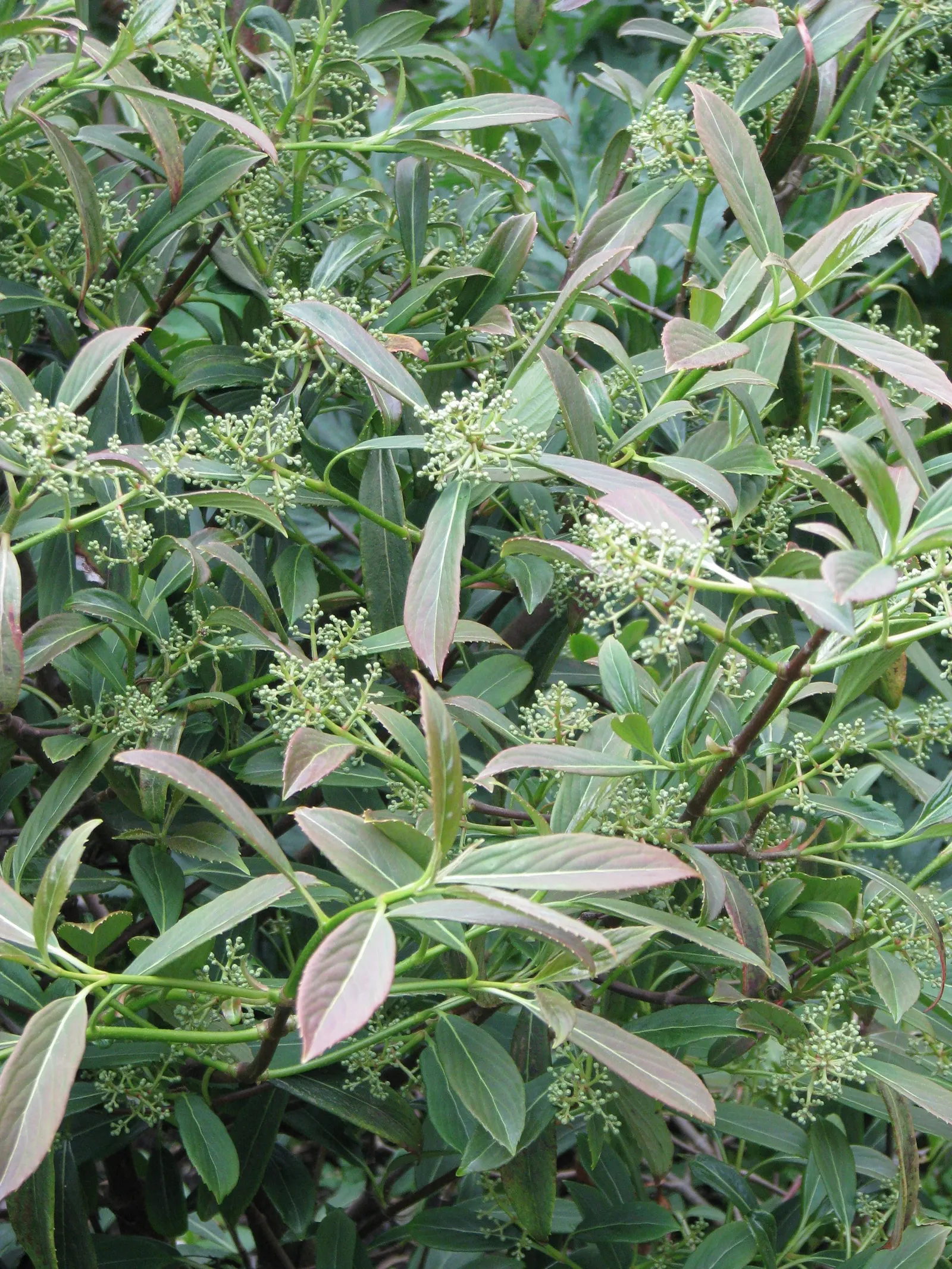 Henryi Clematis (Clematis 'Henryi') — or fences.<br><br>For optimal performance; it prefers its roots kept cool and shaded, image 78