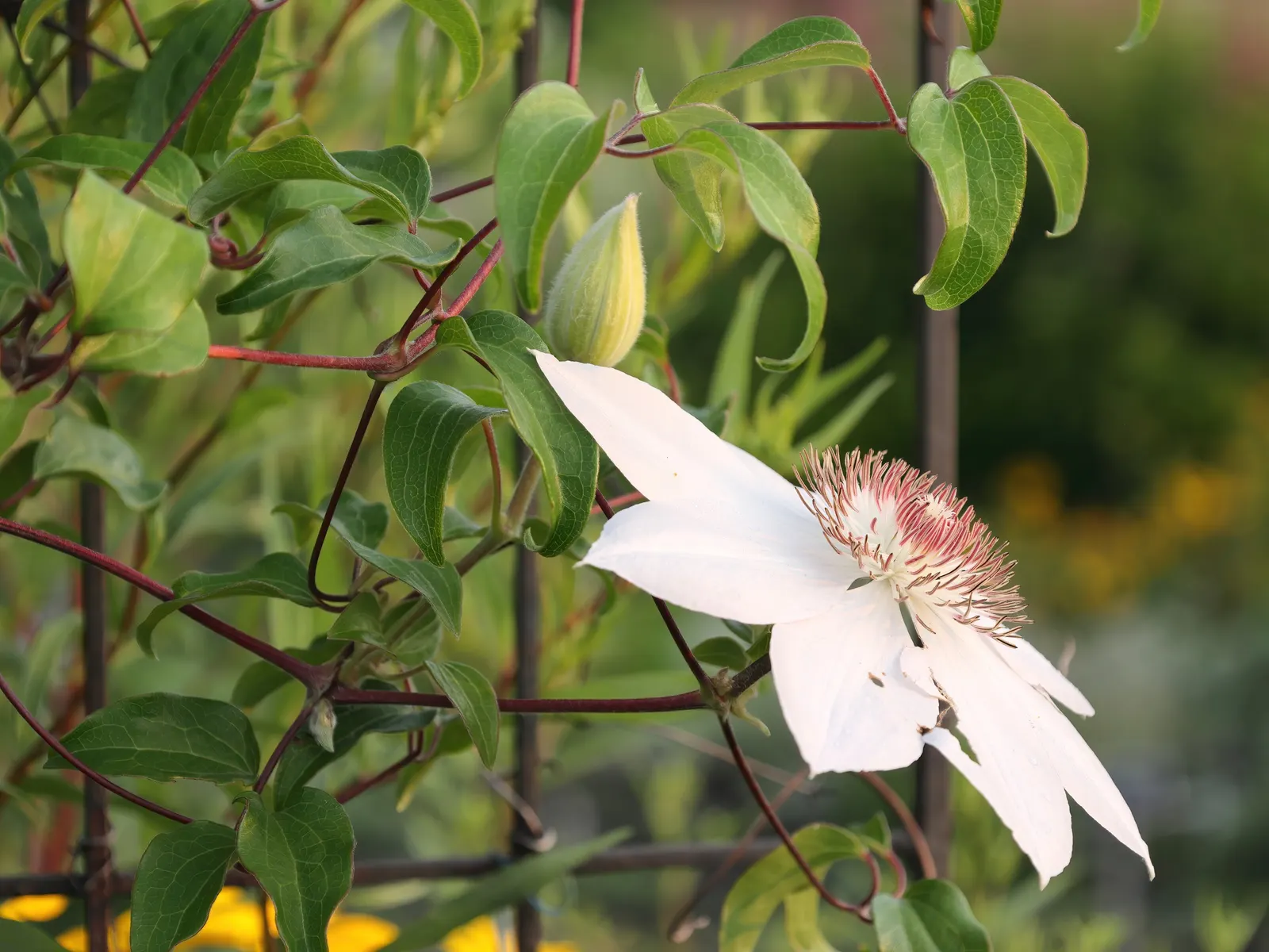 Henryi Clematis (Clematis 'Henryi') — creamy-white flowers that can reach up to 8 inches in diameter; when designing a landscape, image 50