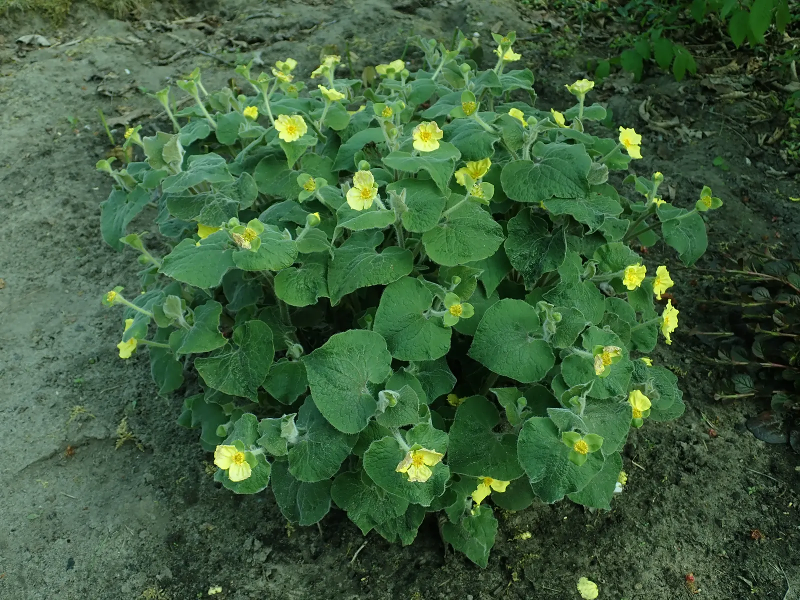 Henryi Clematis (Clematis 'Henryi') — It prefers its roots kept cool and shaded; moisture-retentive soil and thrives best in full sun to partial, image 81