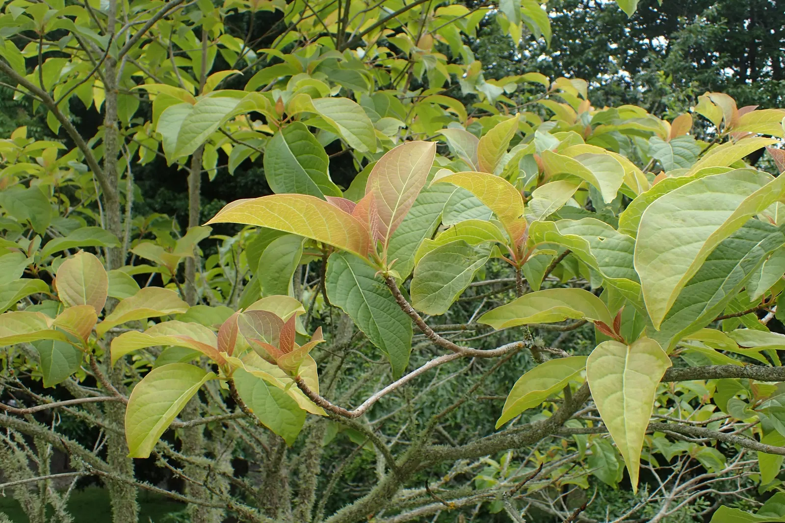 Henryi Clematis (Clematis 'Henryi') — magnifying its aesthetic appeal to the client's garden; white flowers in the garden, image 85