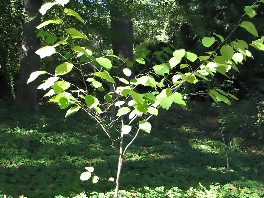Henryi Clematis (Clematis 'Henryi') — vine with white blooms; or fences.<br><br>For optimal performance, image 65
