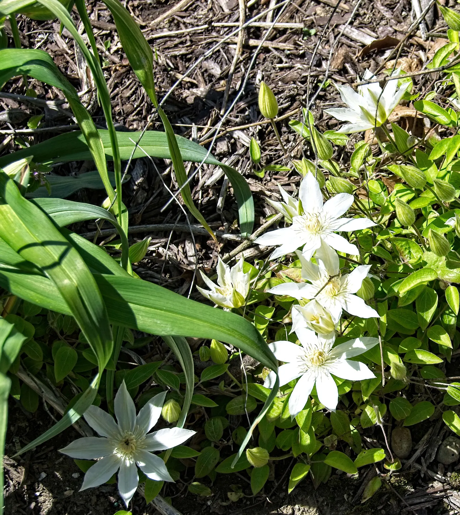 Henryi Clematis (Clematis 'Henryi') — which means it produces flowers on old wood in early to mid-summer; with a potential second bloom period on, image 52