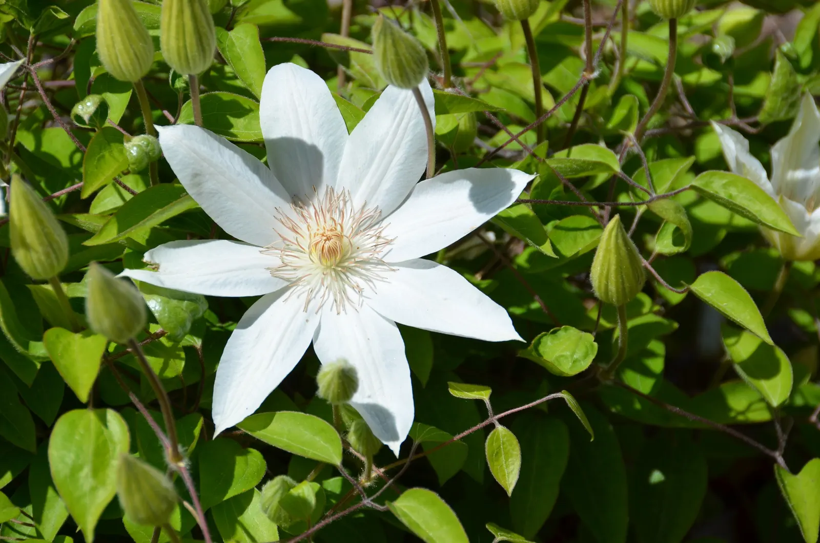Henryi Clematis (Clematis 'Henryi') — or fences.<br><br>For optimal performance; it prefers its roots kept cool and shaded, image 56