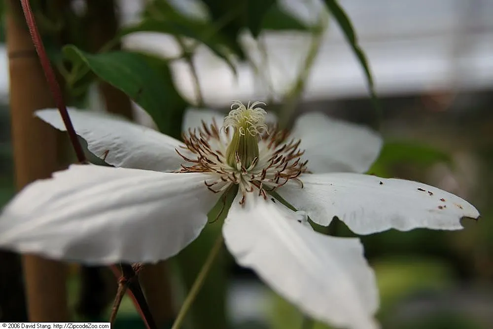 Henryi Clematis (Clematis 'Henryi') — Each flower possesses a prominent central tuft of contrasting yellow stamens; this climbing perennial thrives, image 51