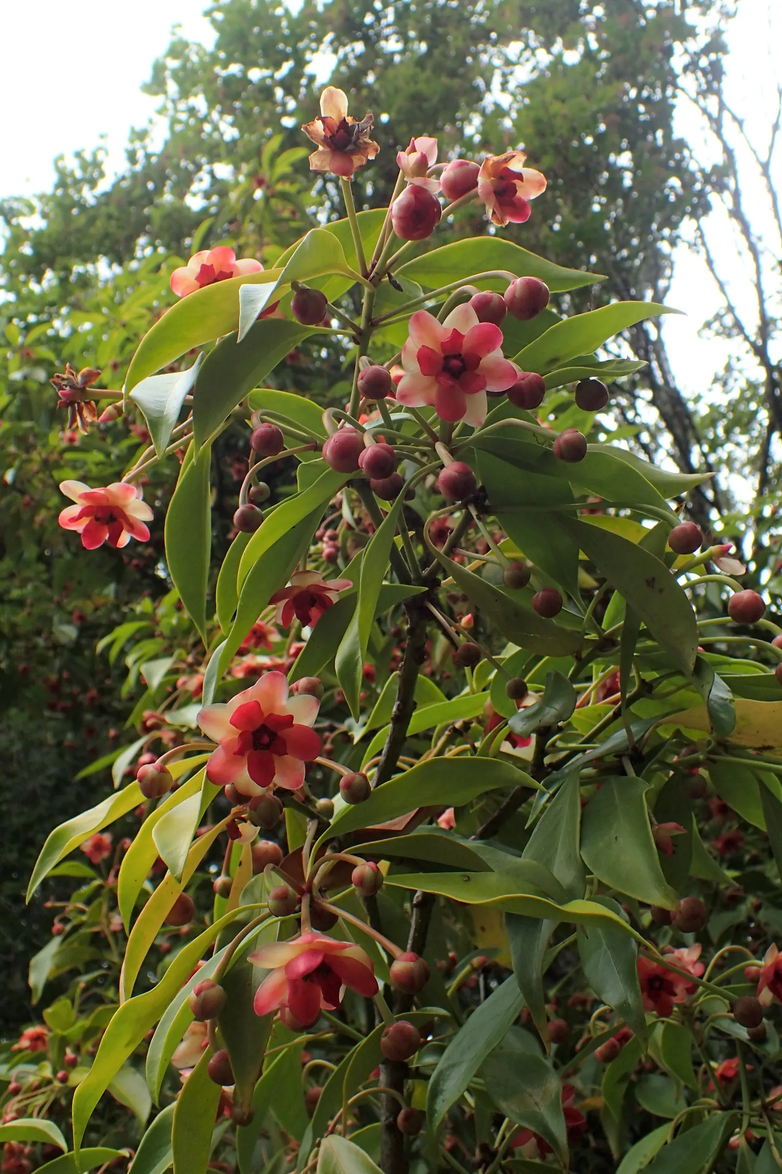 Henryi Clematis (Clematis 'Henryi') — vine for full or half; magnifying its aesthetic appeal to the client's garden, image 88