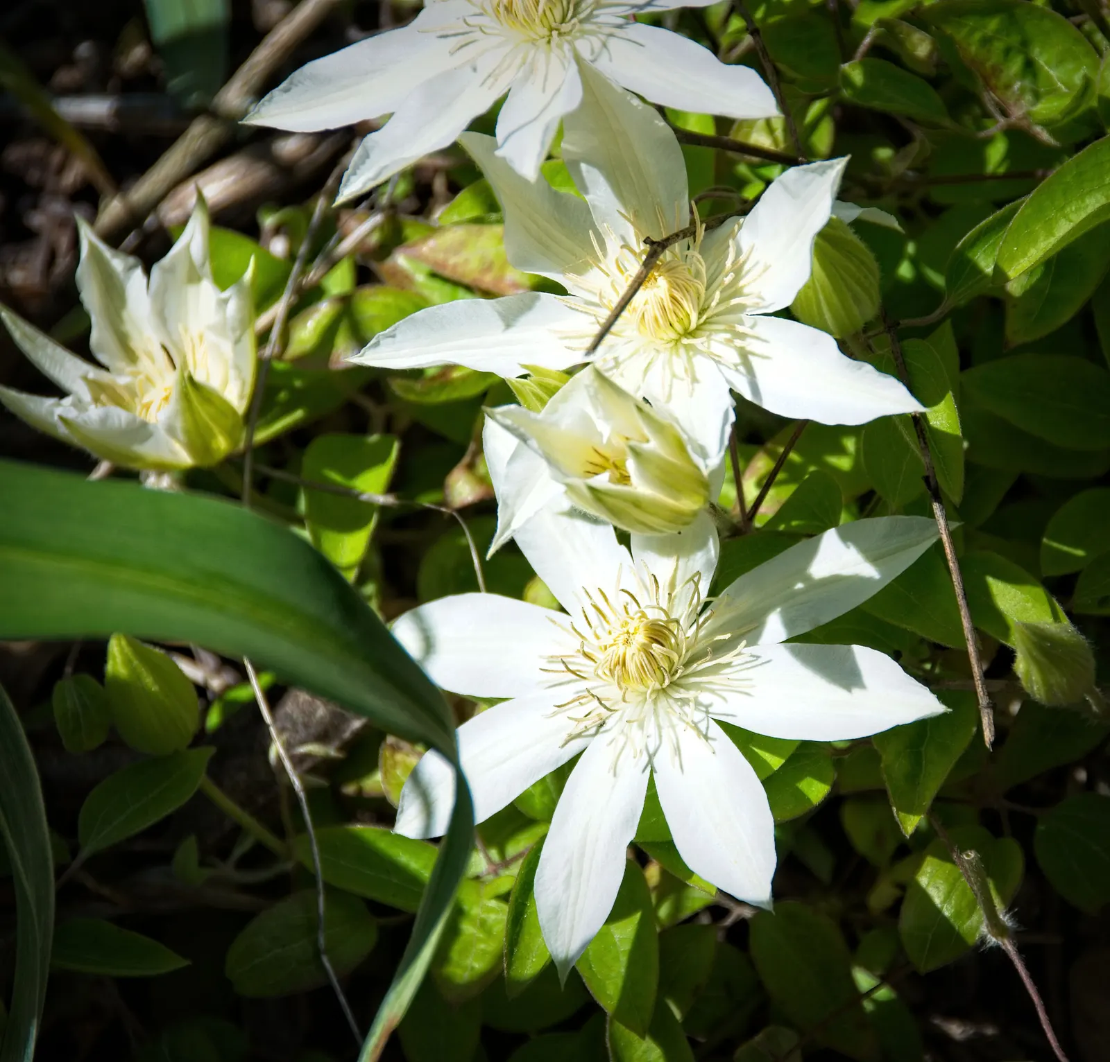 Henryi Clematis (Clematis 'Henryi') — with a potential second bloom period on new growth in the later summer months; usually achieved by other, image 53