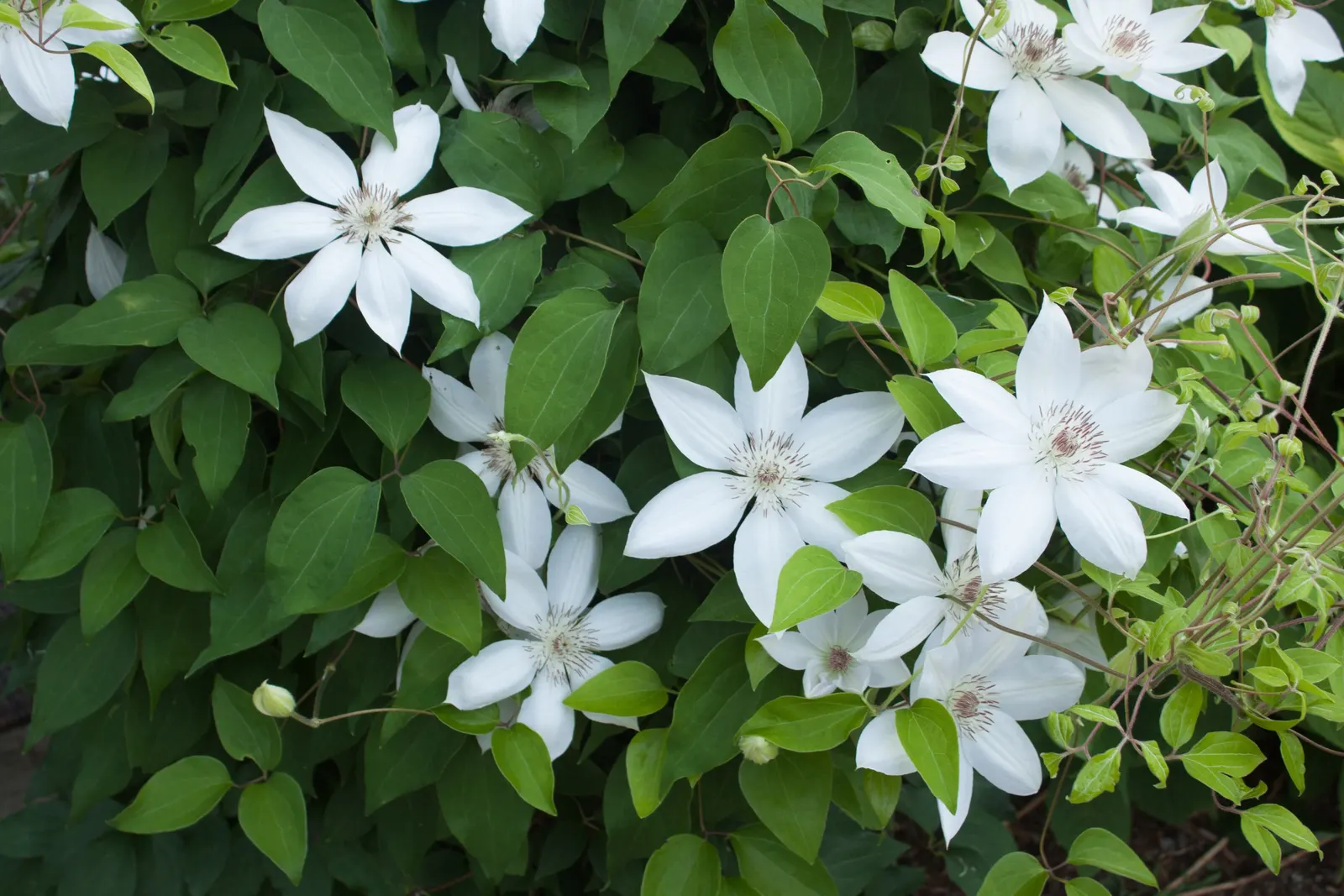 Henryi Clematis (Clematis 'Henryi') — moisture-retentive soil and thrives best in full sun to partial shade; each flower possesses a prominent, image 58
