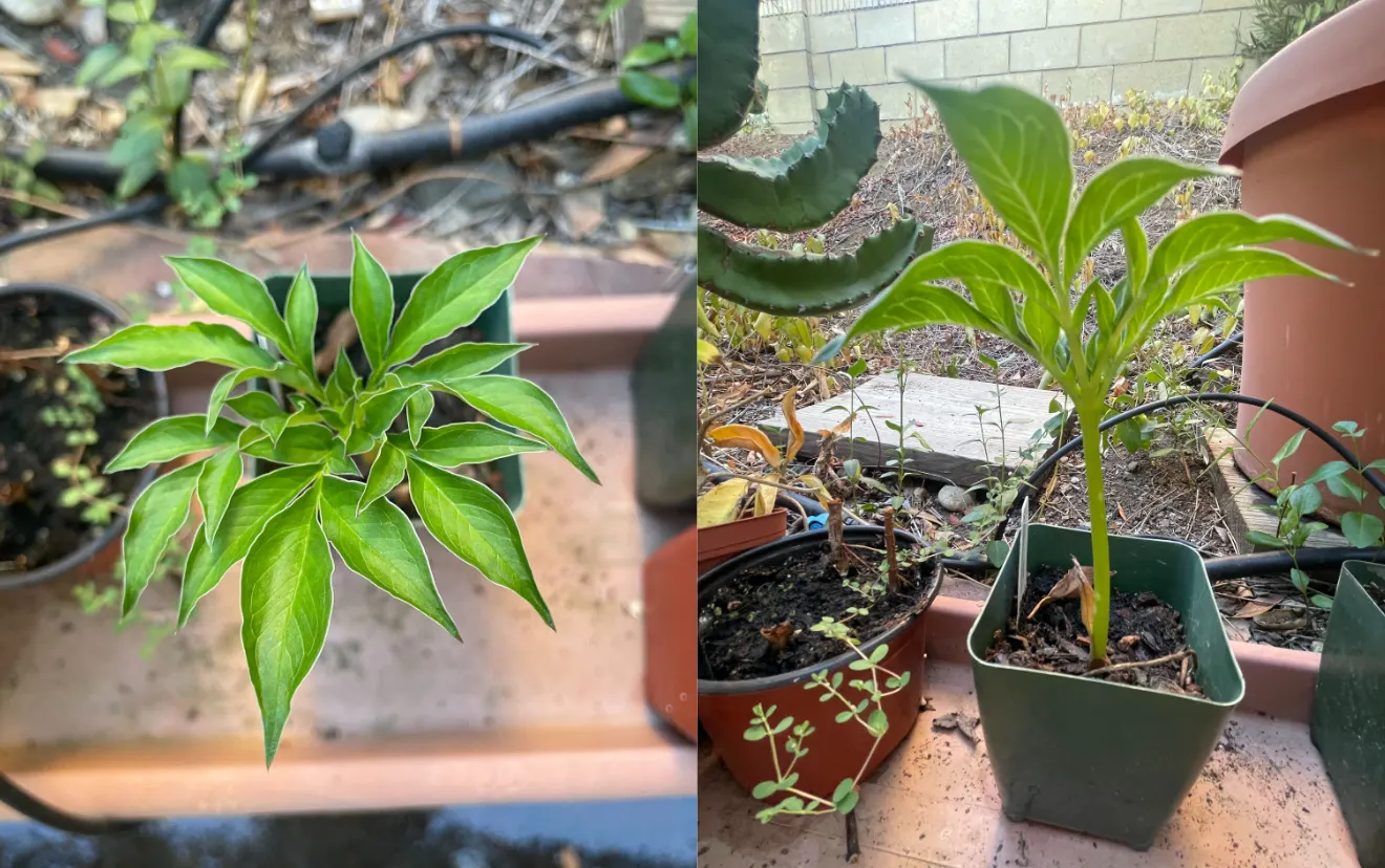 Henryi Clematis (Clematis 'Henryi') — reaching heights of 10 to 12 feet and spreading up to 4 feet when given suitable support such as trellises, image 77