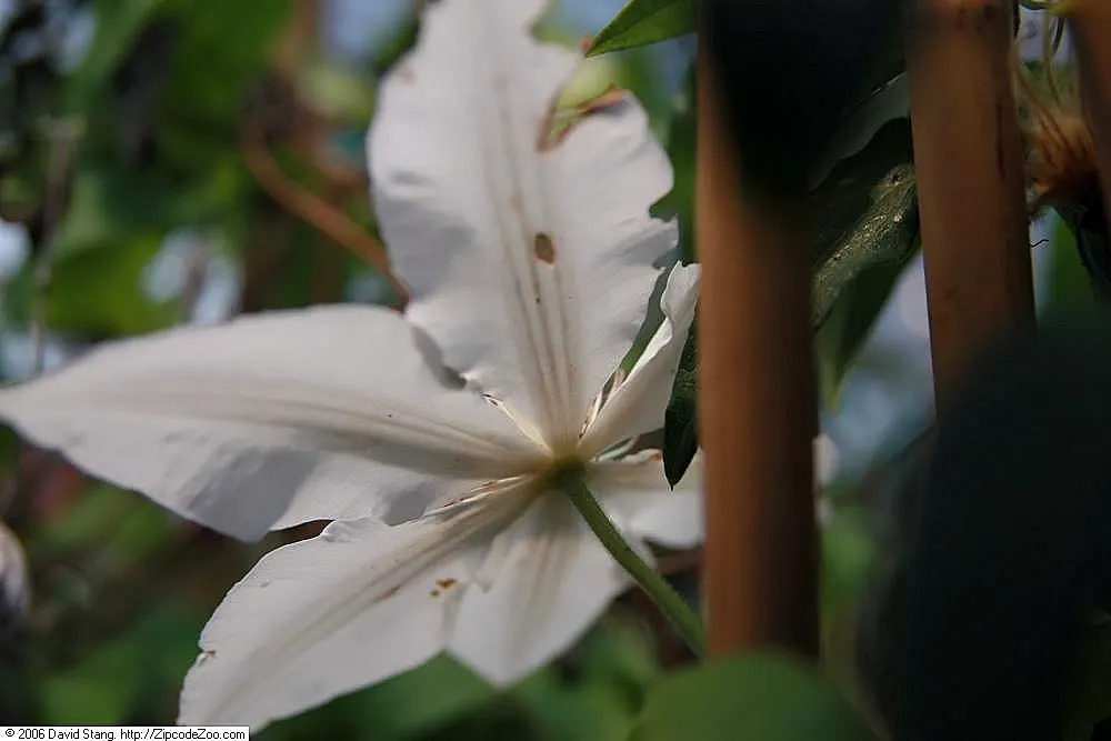 Henryi Clematis (Clematis 'Henryi') — adorned with striking chocolate-brown anthers; ideal for trellises, it adds vertical interest and pairs well, image 45