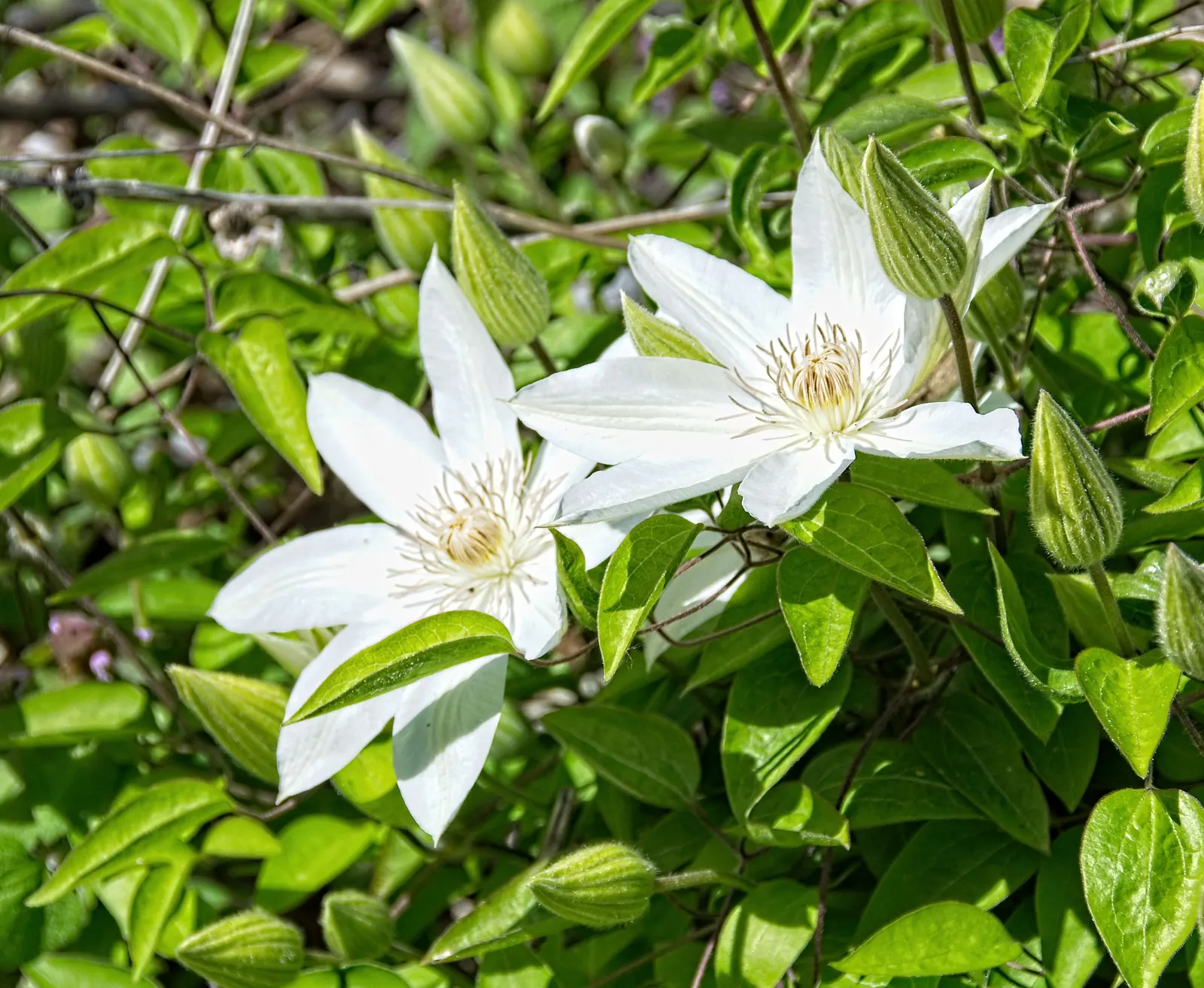 Henryi Clematis (Clematis 'Henryi') — It grows comfortably in USDA Hardiness Zones 4 through 8 and exhibits a strong climbing habit; adorned with, image 54