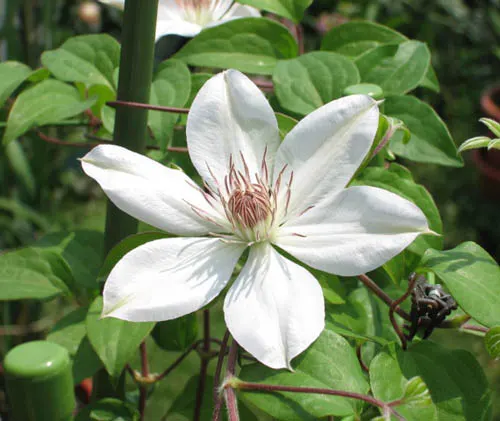Henryi Clematis (Clematis 'Henryi') — magnifying its aesthetic appeal to the client's garden; white flowers in the garden, image 63