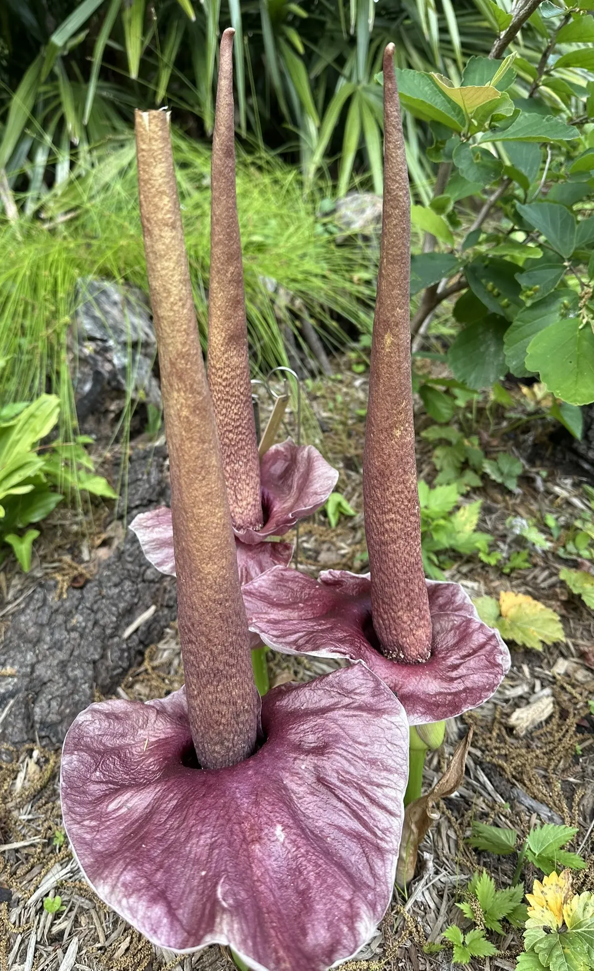 Henryi Clematis (Clematis 'Henryi') — which means it produces flowers on old wood in early to mid-summer