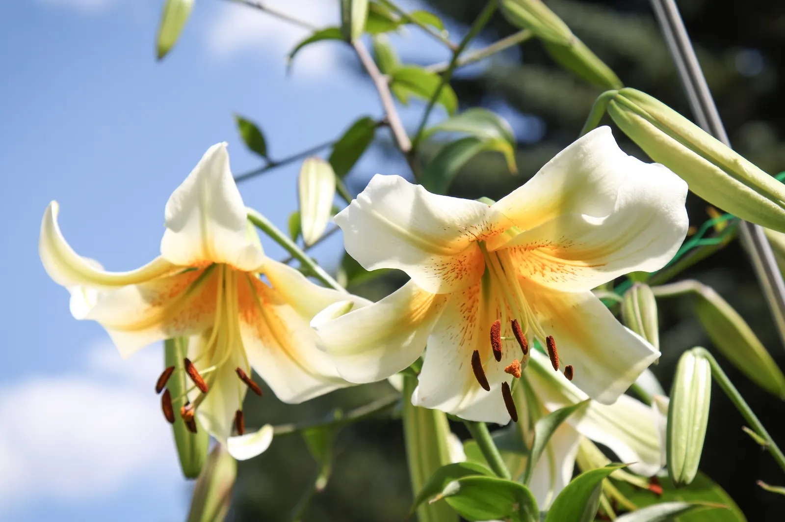 Henryi Clematis (Clematis 'Henryi') — Ideal for trellises, it adds vertical interest and pairs well with roses or shrubs